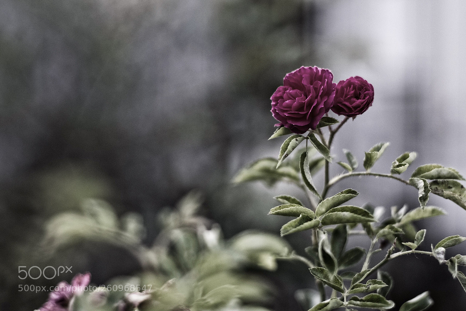 Fujifilm X-T2 sample photo. Alive photography
