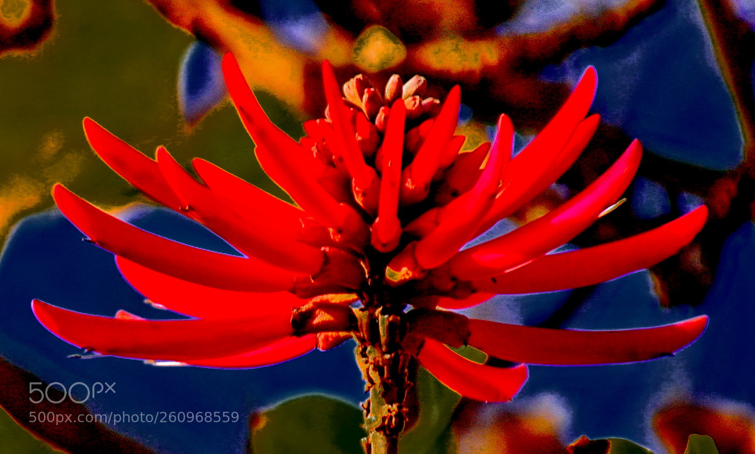 Nikon D7200 sample photo. A red pinecomb flower photography