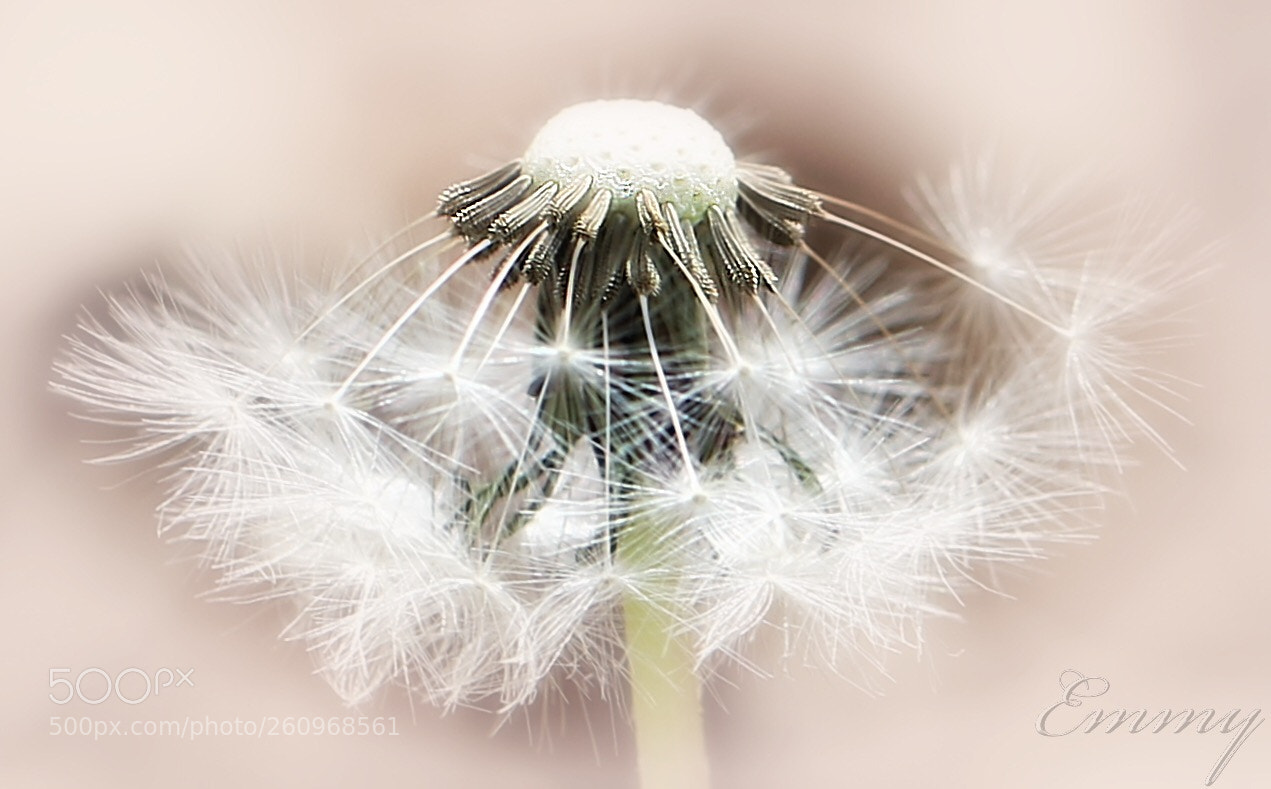 Canon EOS 650D (EOS Rebel T4i / EOS Kiss X6i) sample photo. Dare to dream photography