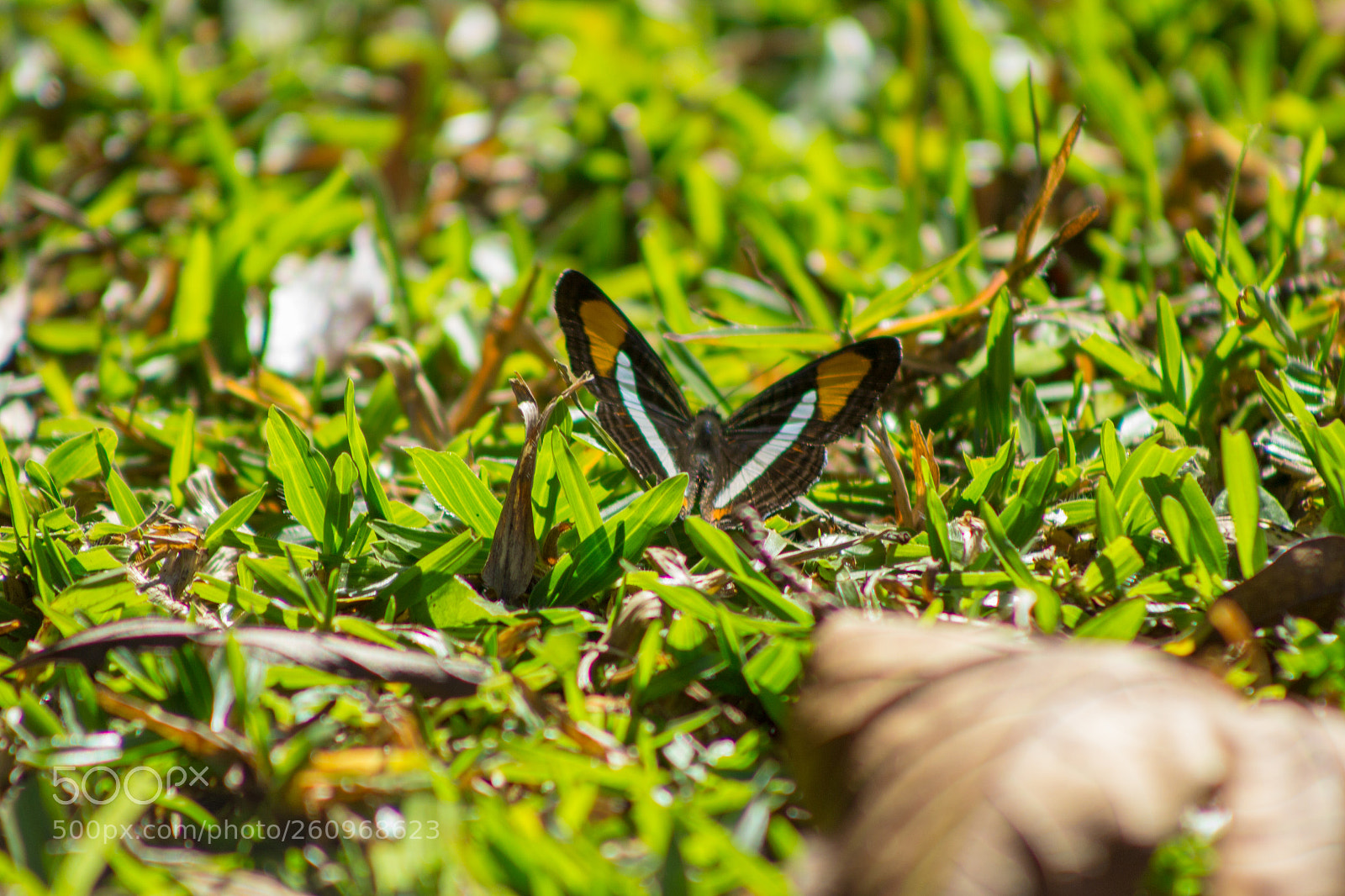Canon EOS 600D (Rebel EOS T3i / EOS Kiss X5) sample photo. Butterfly photography