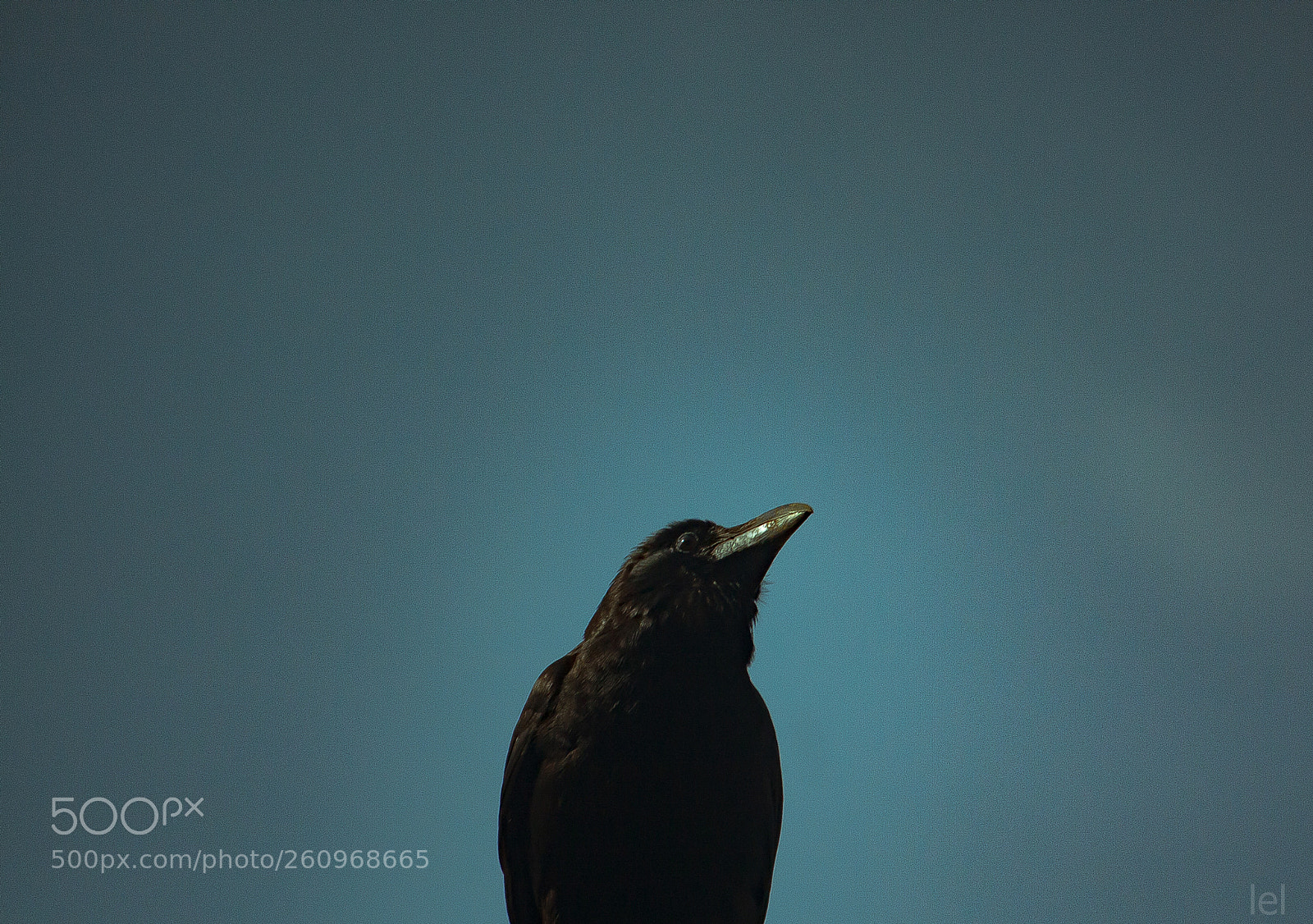 Canon EOS 450D (EOS Rebel XSi / EOS Kiss X2) sample photo. Crow portrait photography