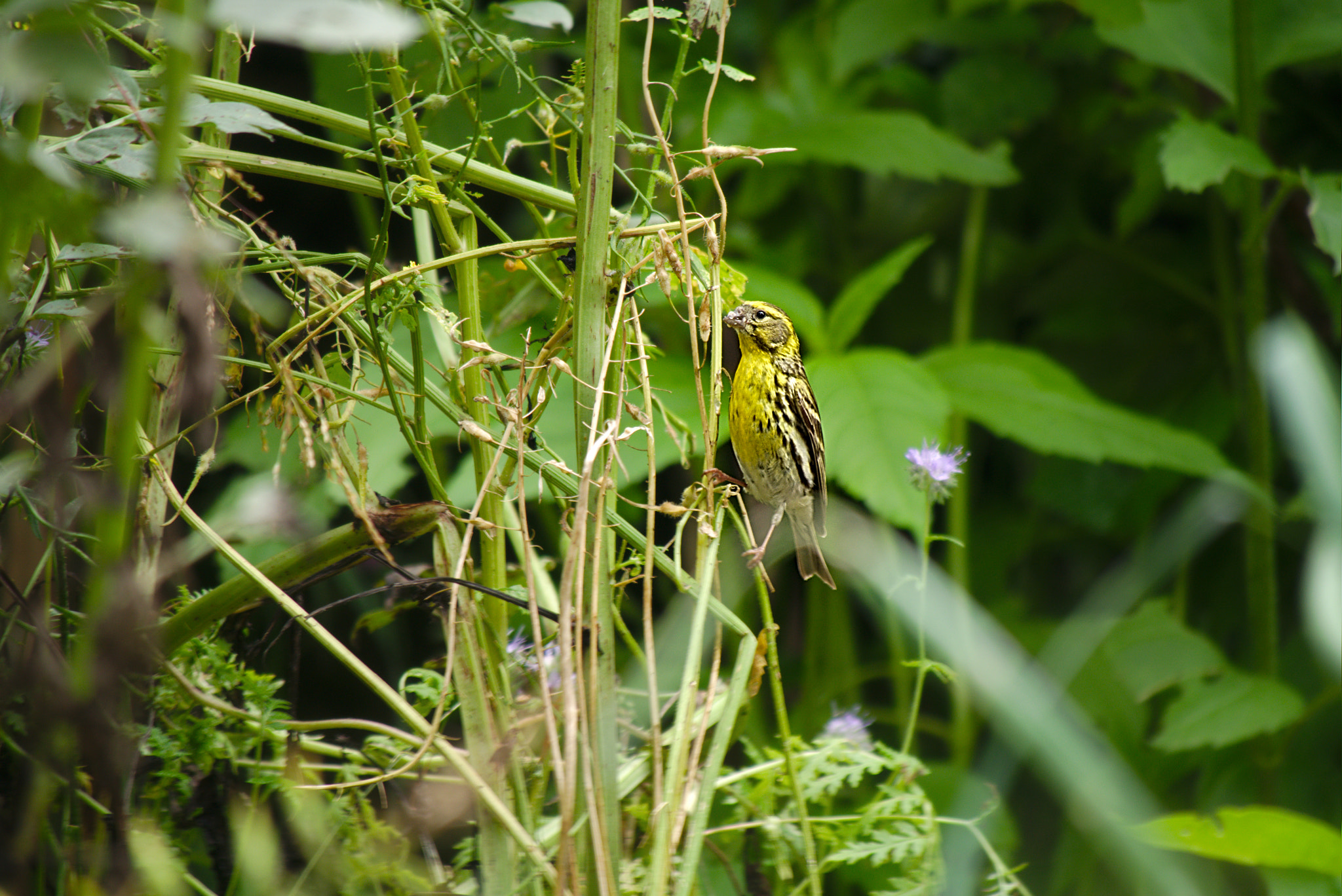 Panasonic Lumix DMC-GM1 sample photo. 2018 06 05 13 serinus pecking mustard seeds.jpg photography