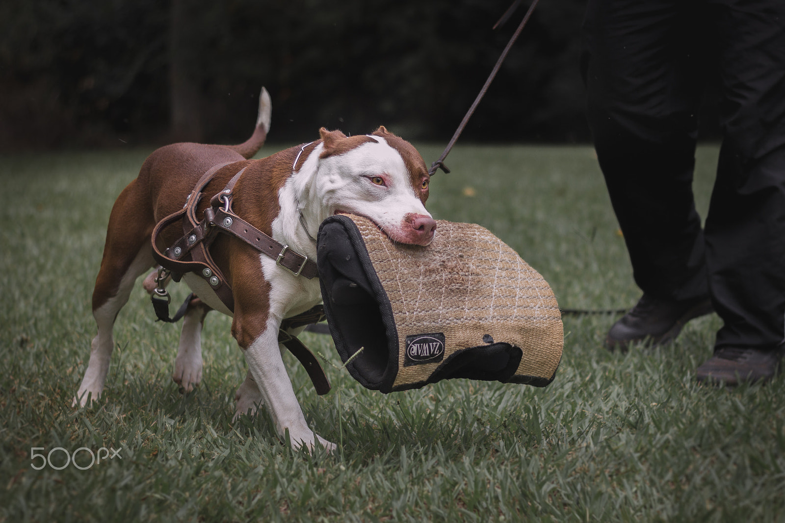 Canon EOS 600D (Rebel EOS T3i / EOS Kiss X5) sample photo. Pitbull dog thor of piffer photography