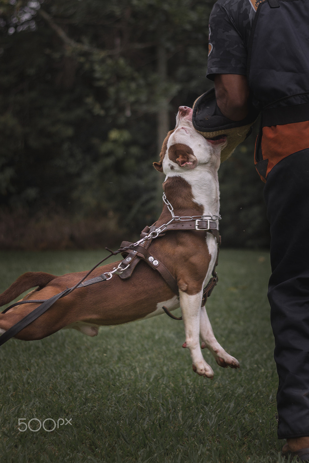Canon EOS 600D (Rebel EOS T3i / EOS Kiss X5) sample photo. Pitbull dog thor of piffer photography