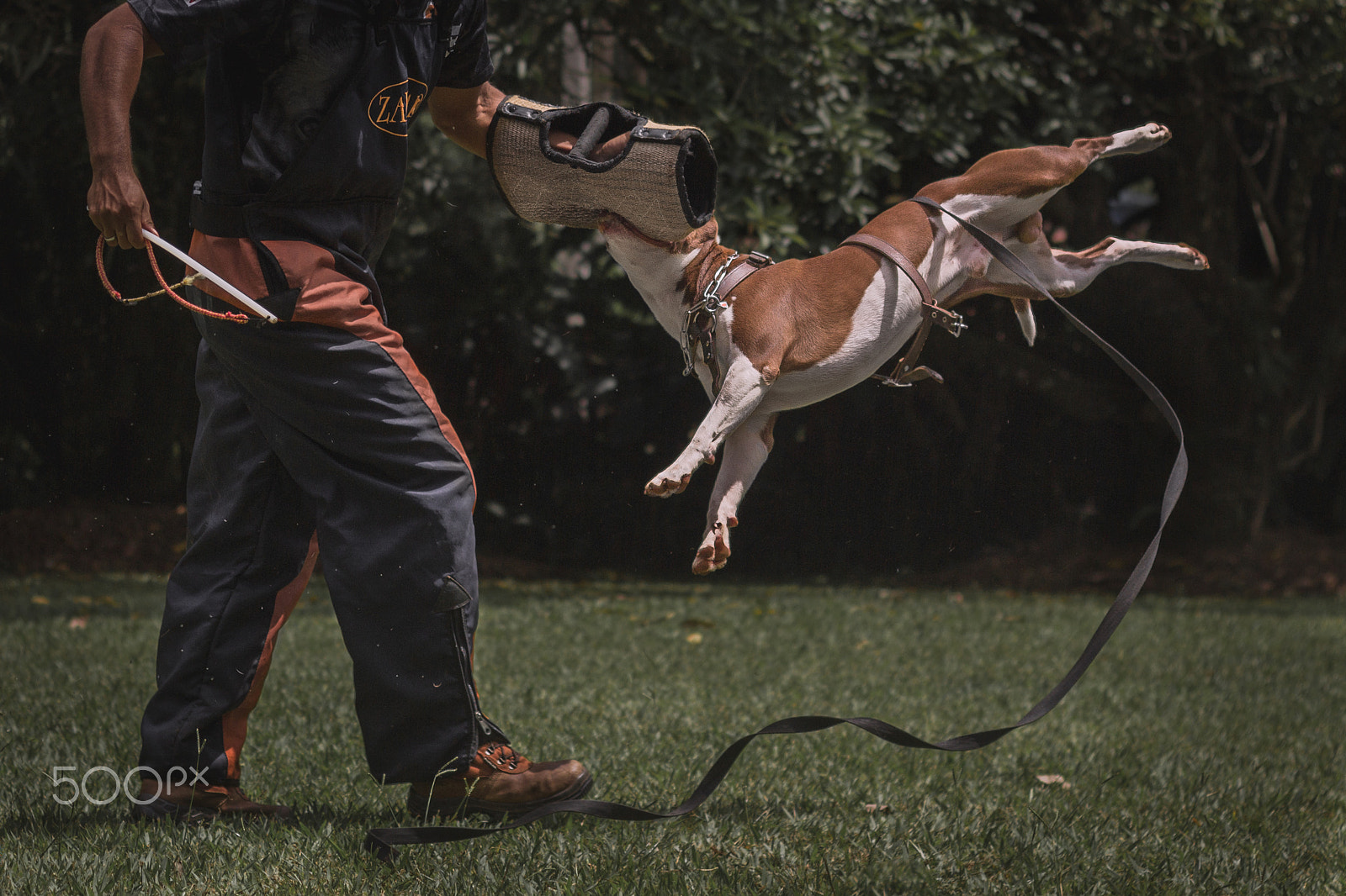 Canon EOS 600D (Rebel EOS T3i / EOS Kiss X5) sample photo. Pitbull dog thor of piffer photography