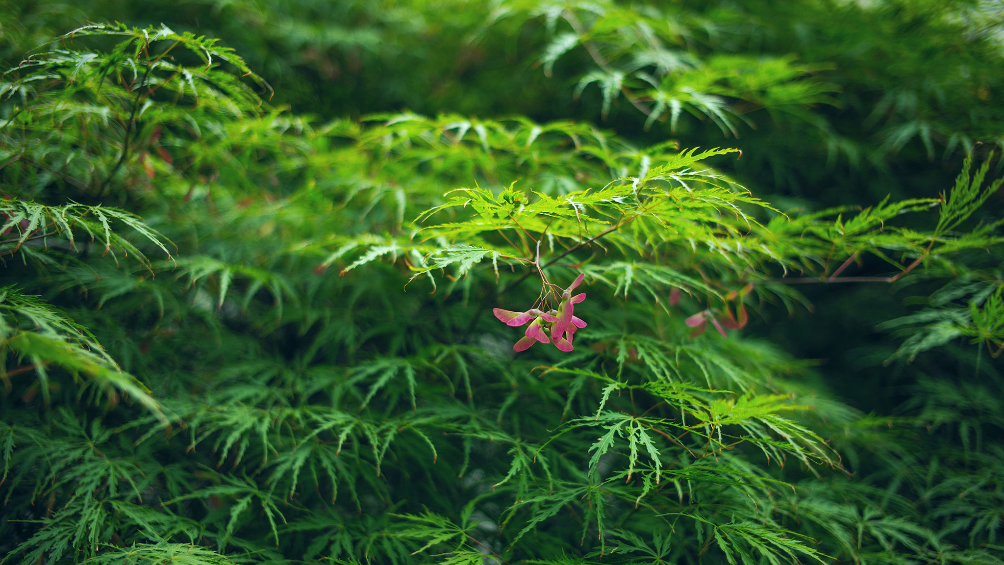 Leica M (Typ 240) sample photo. 入夏  不热 photography