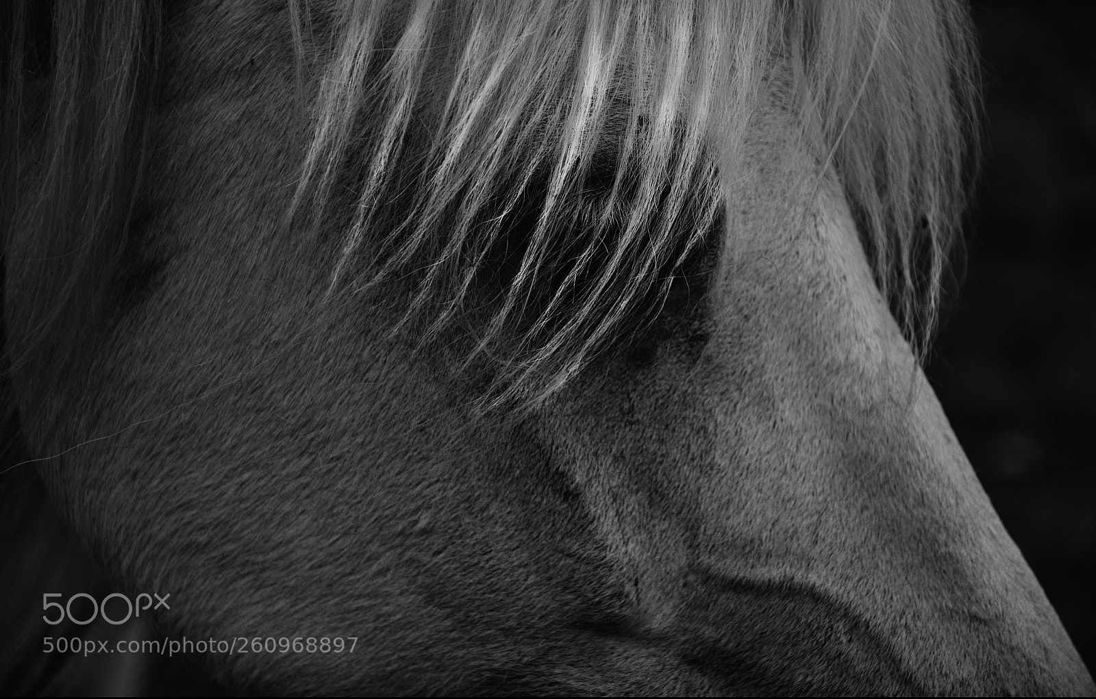 Nikon D7000 sample photo. Blonde horse's head photography