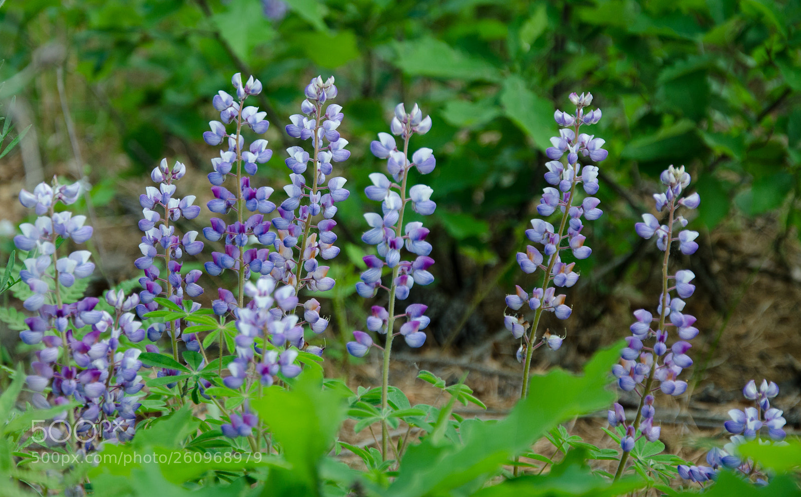 Nikon D7000 sample photo. Lupine photography