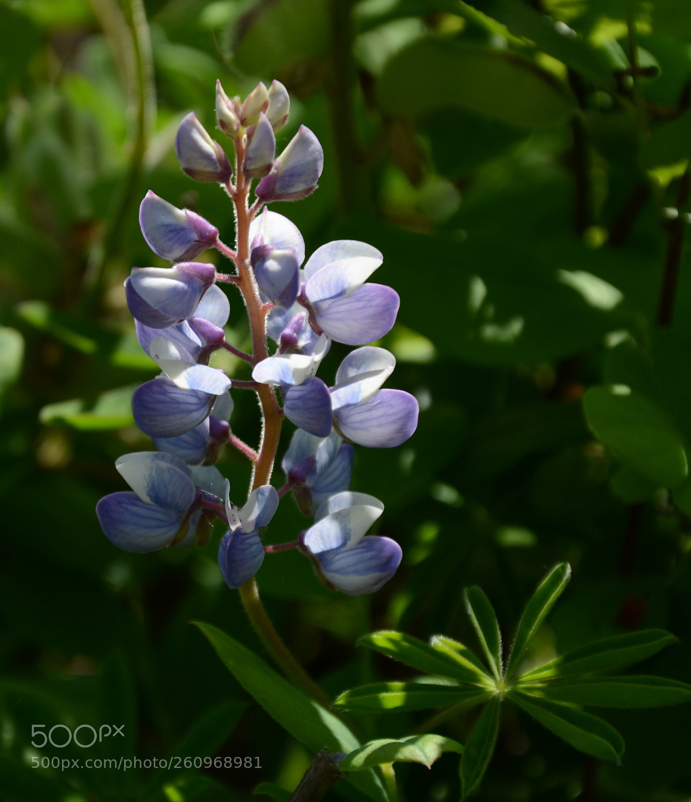 Nikon D7000 sample photo. Lupine photography