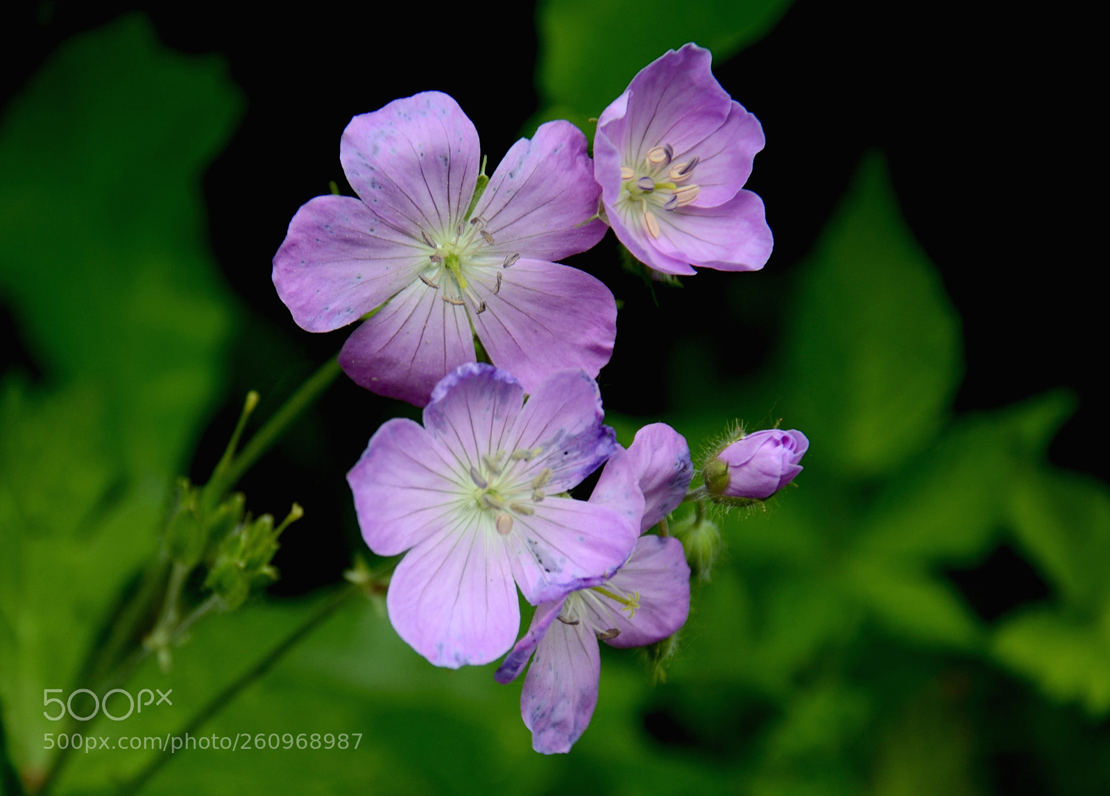 Nikon D7000 sample photo. Purples photography