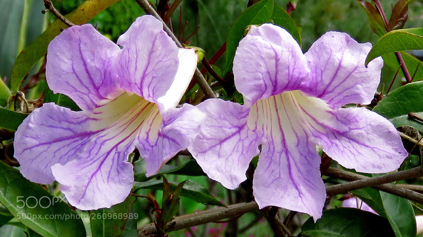 Canon PowerShot SX60 HS sample photo. Two purple flowers in photography
