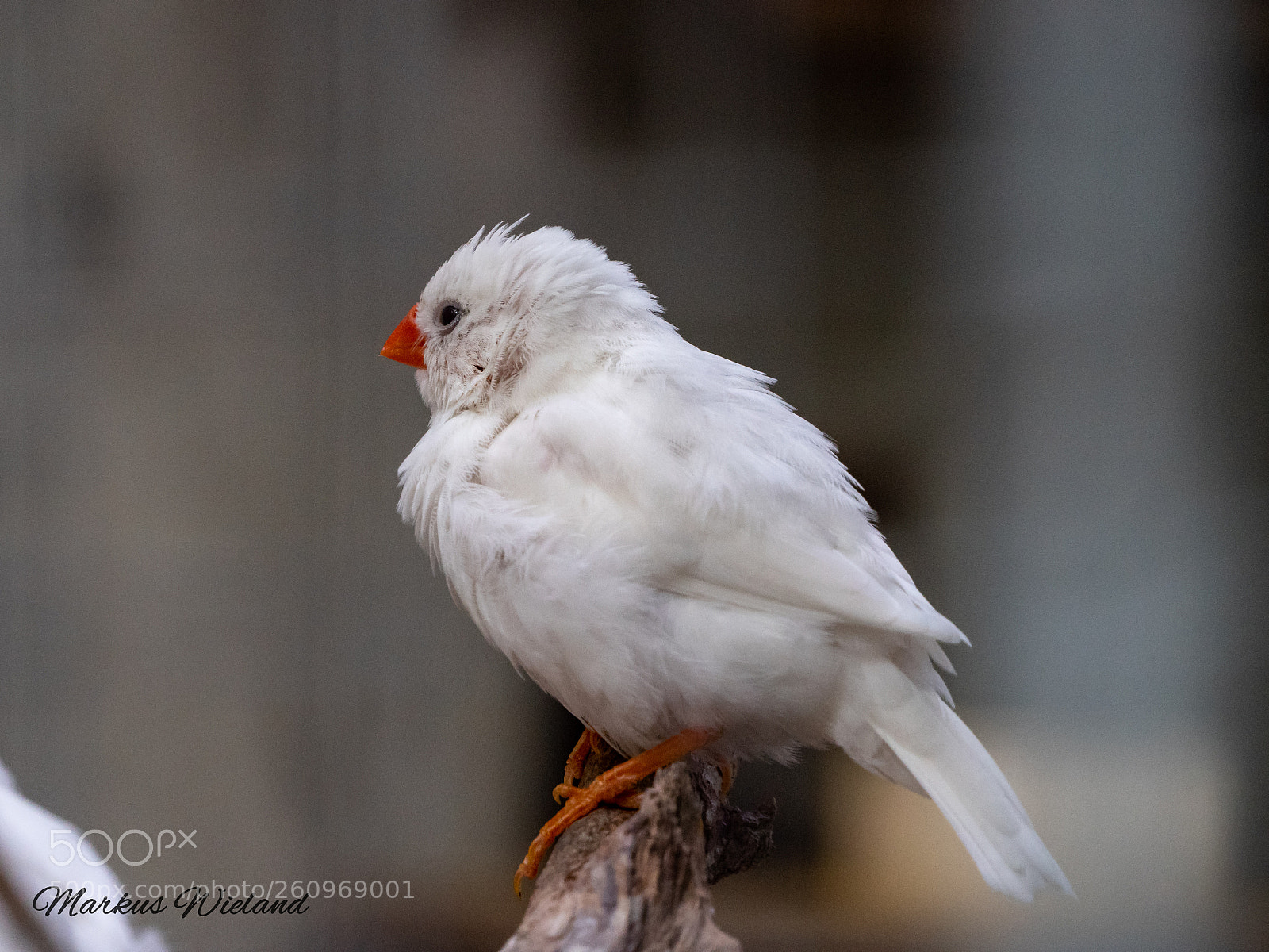 Panasonic Lumix DC-G9 sample photo. Weißer vogel photography