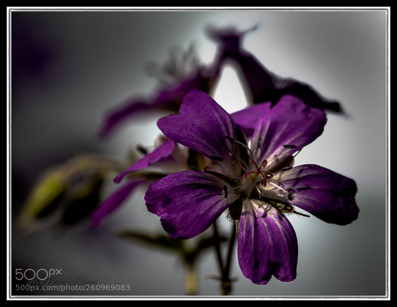Canon EOS 5D Mark II sample photo. Purple flower photography