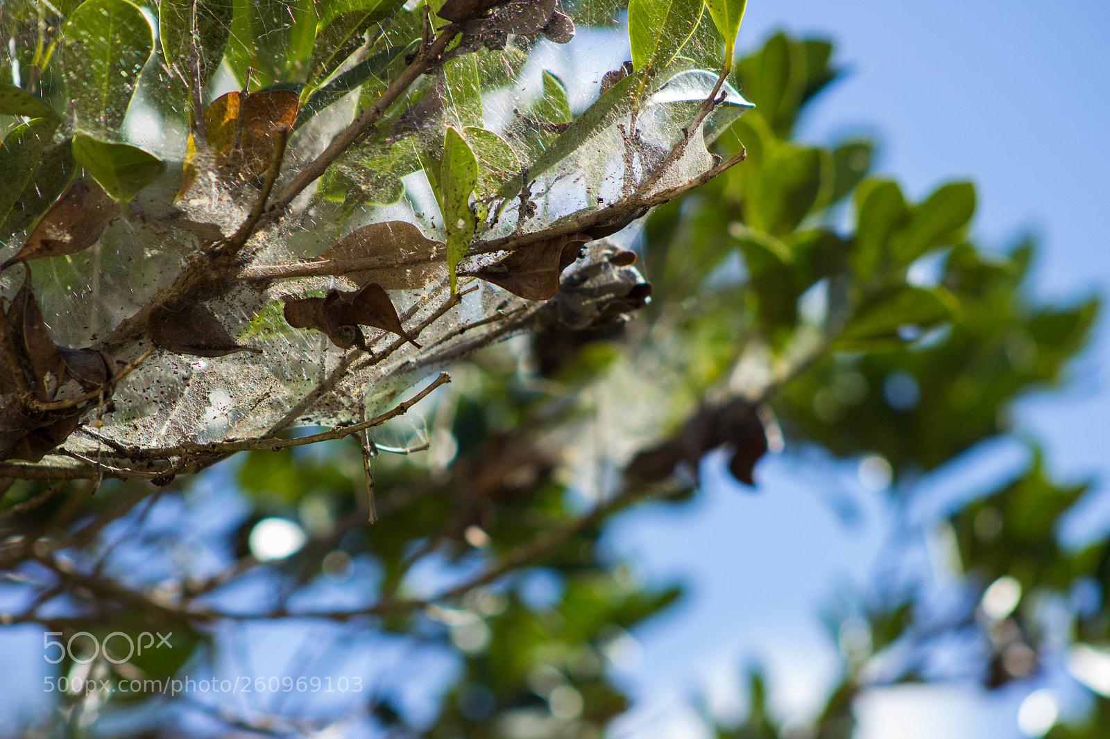 Canon EOS 600D (Rebel EOS T3i / EOS Kiss X5) sample photo. Spider web photography