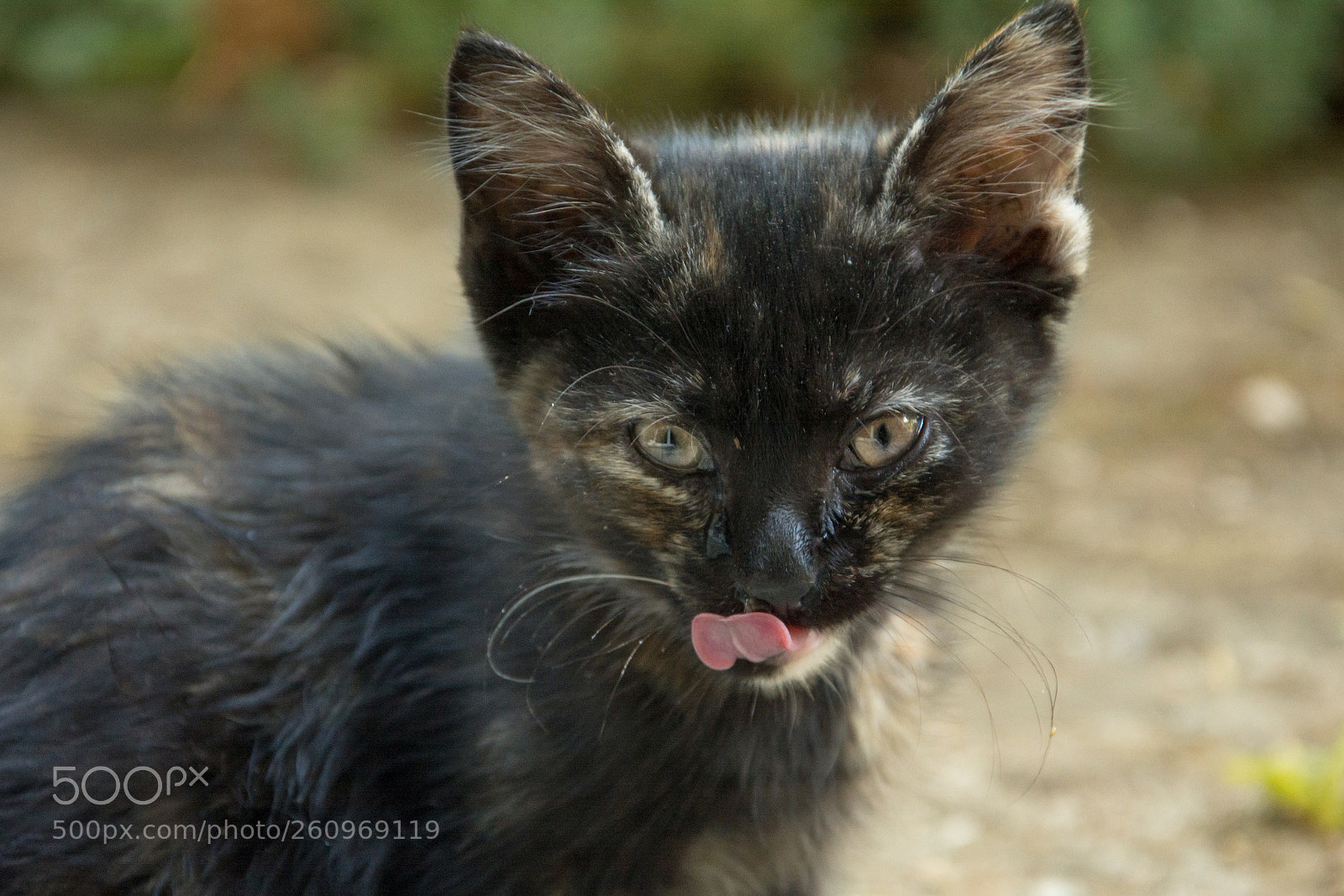 Nikon D7100 sample photo. Kitty photography