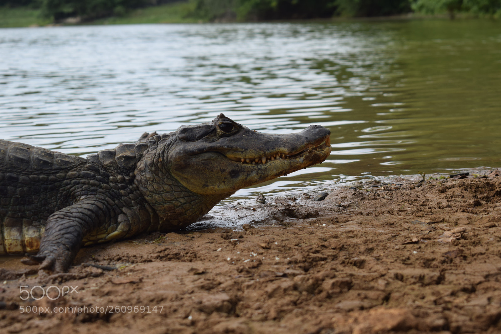 Nikon D5300 sample photo. Babilla en san andr photography