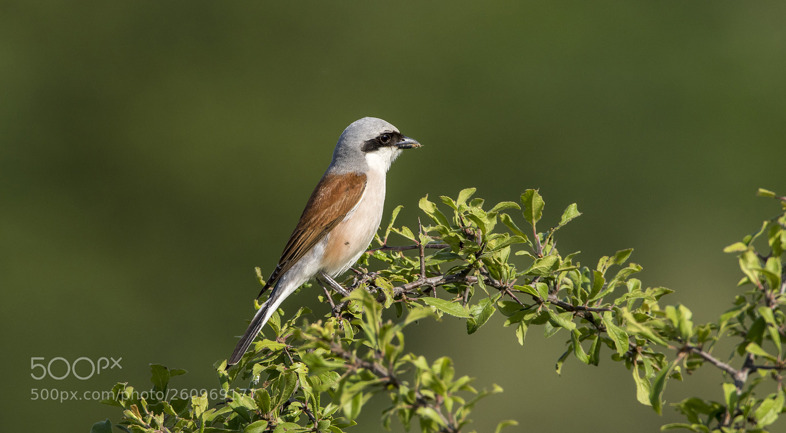 Canon EOS 7D Mark II sample photo. Red-backed shrike photography