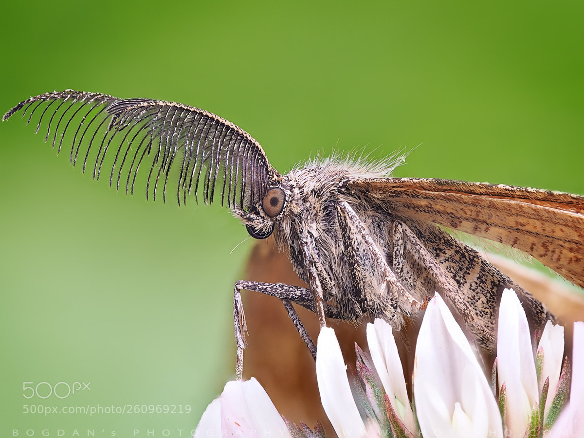 Olympus OM-D E-M10 II sample photo. Great pair of antennae photography
