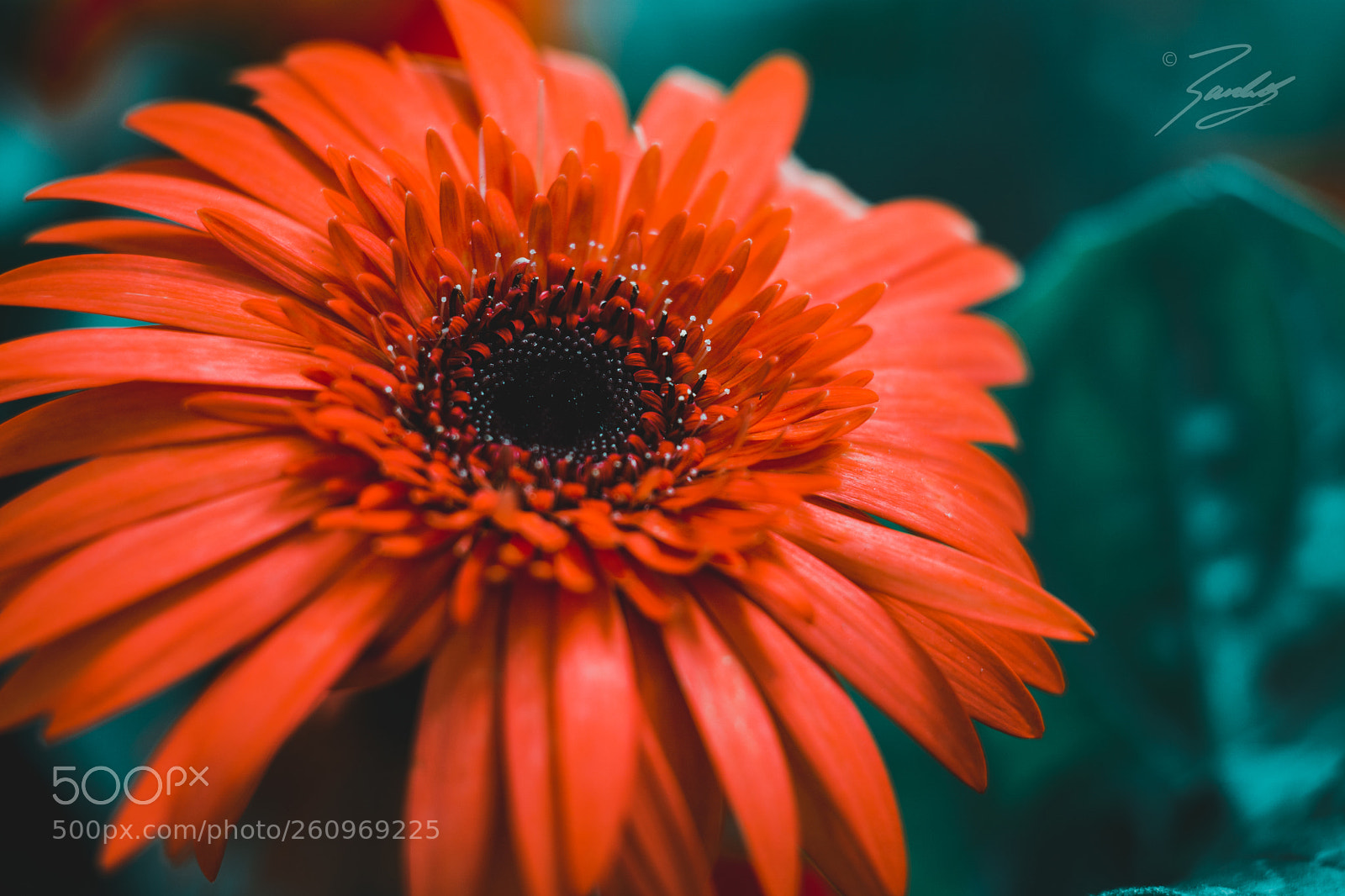 Sony a6000 sample photo. Daisy wondrous photography