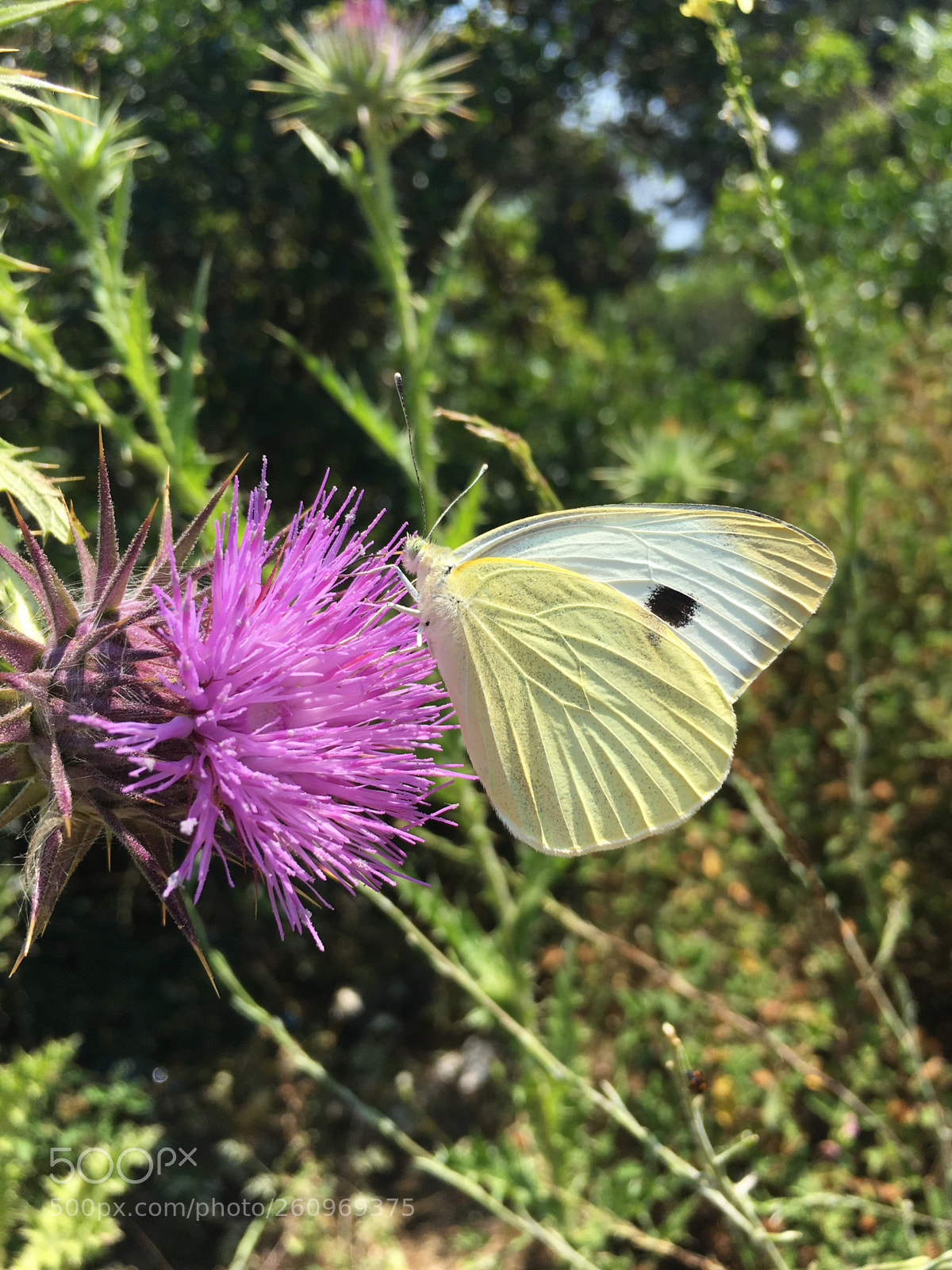 Apple iPhone 6s sample photo. Butterfly photography
