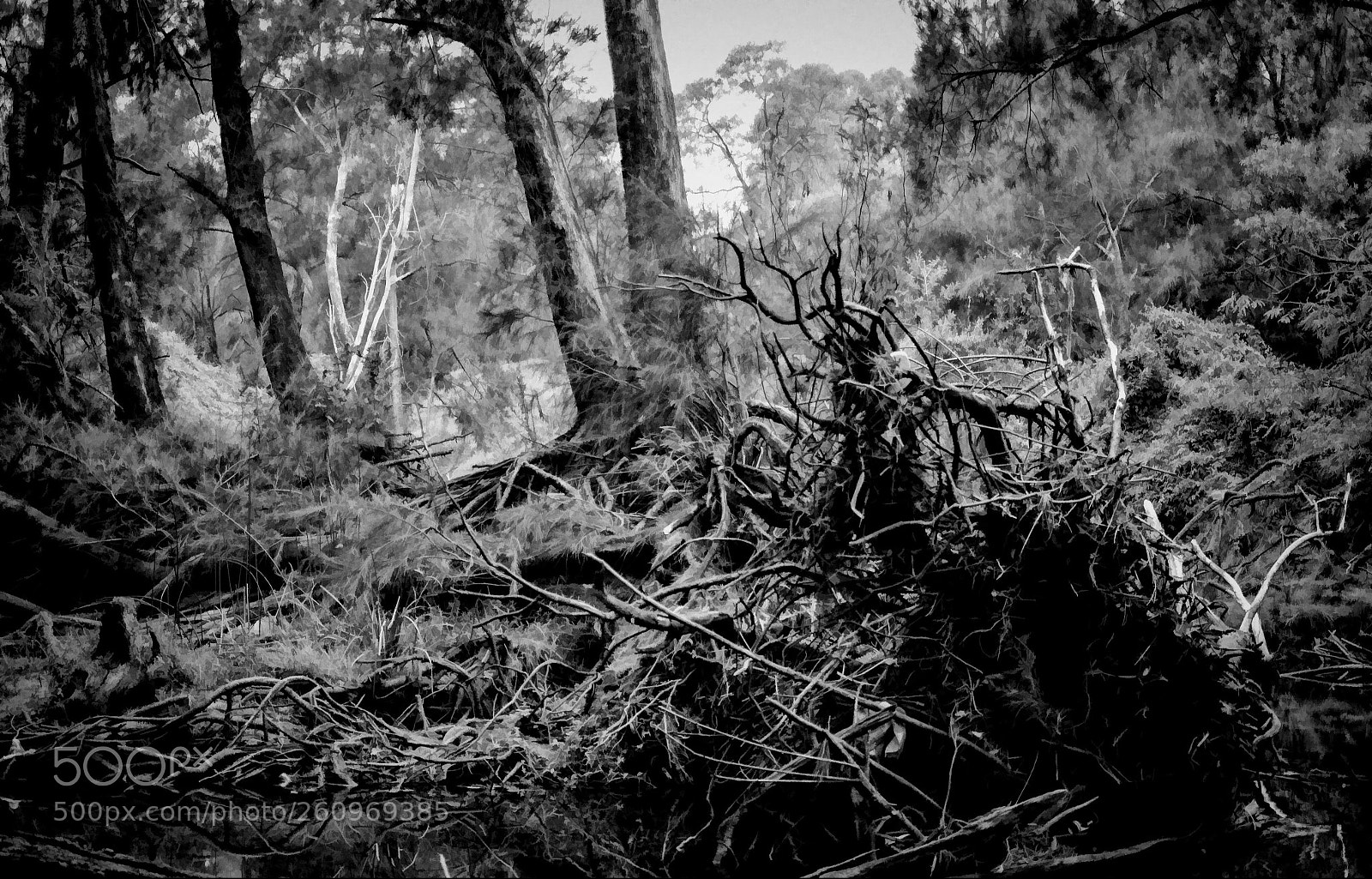 Nikon D7000 sample photo. Tangled roots photography