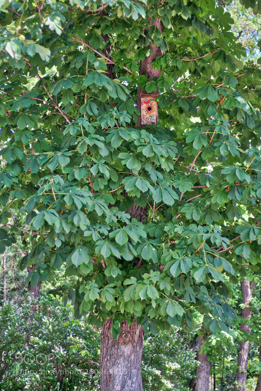 Canon EOS 650D (EOS Rebel T4i / EOS Kiss X6i) sample photo. Birdhouse on the tree. photography
