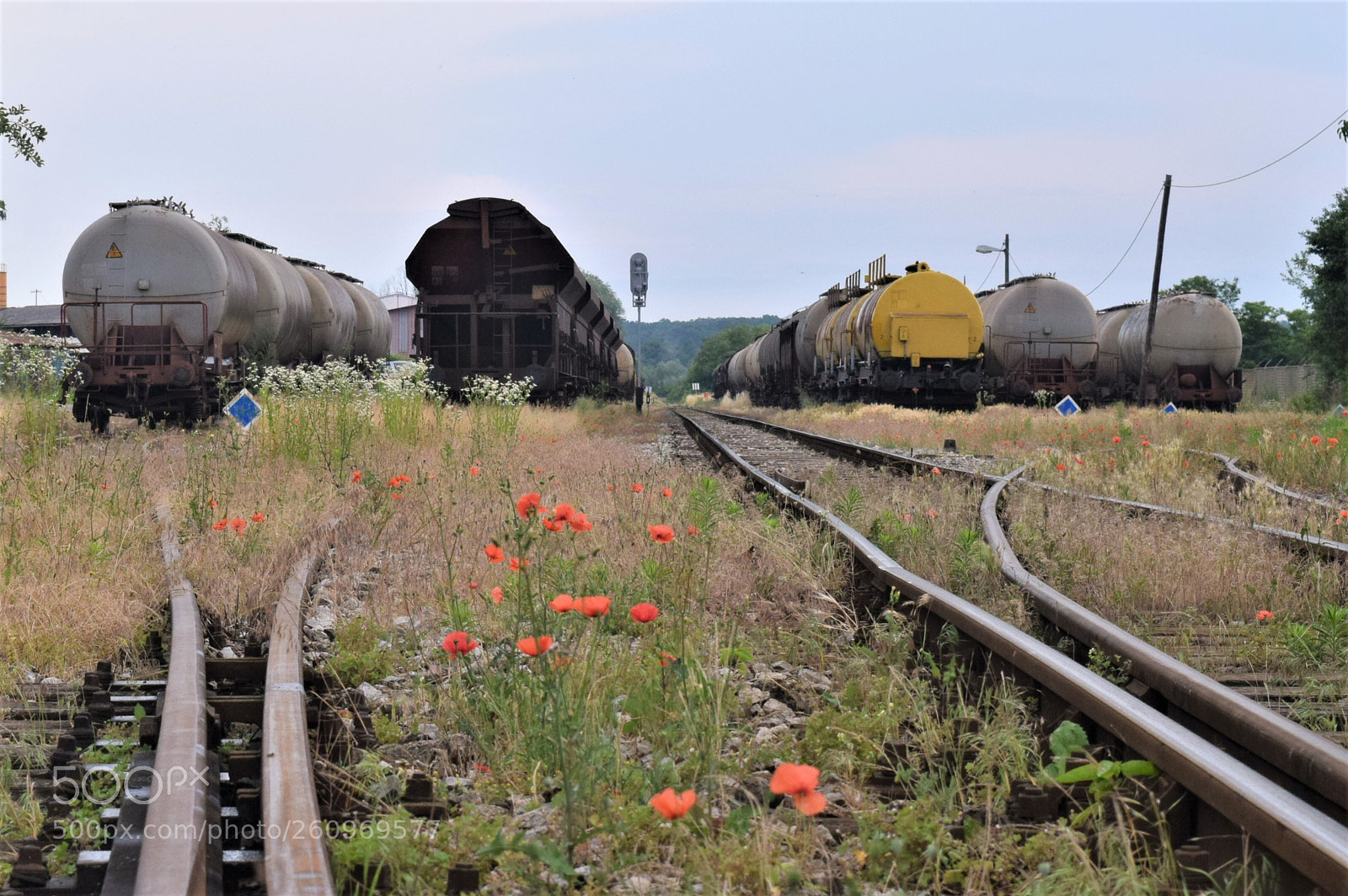 Nikon D3300 sample photo. Poppies photography