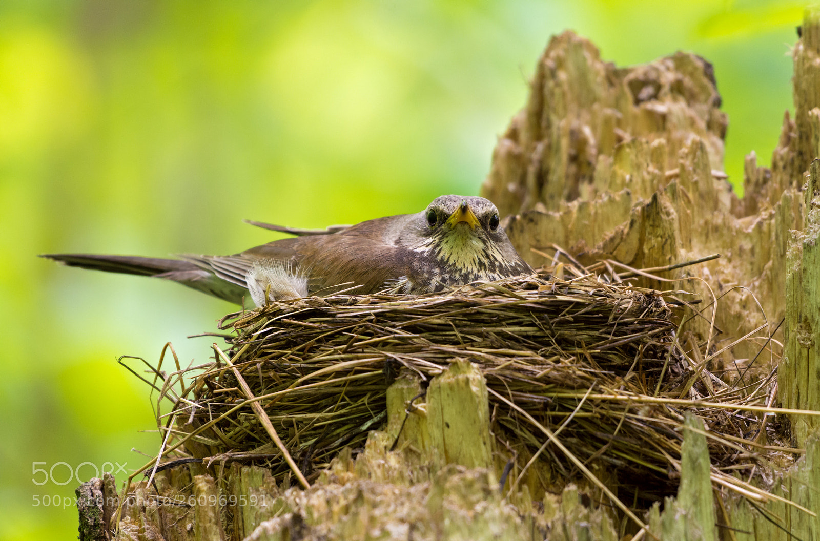Nikon D7200 sample photo. On the nest. photography