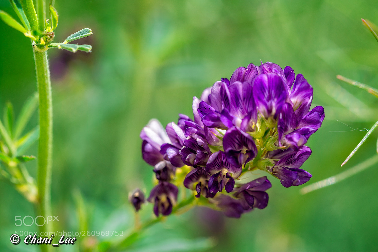 Nikon D5200 sample photo. Alalpardoeditar photography