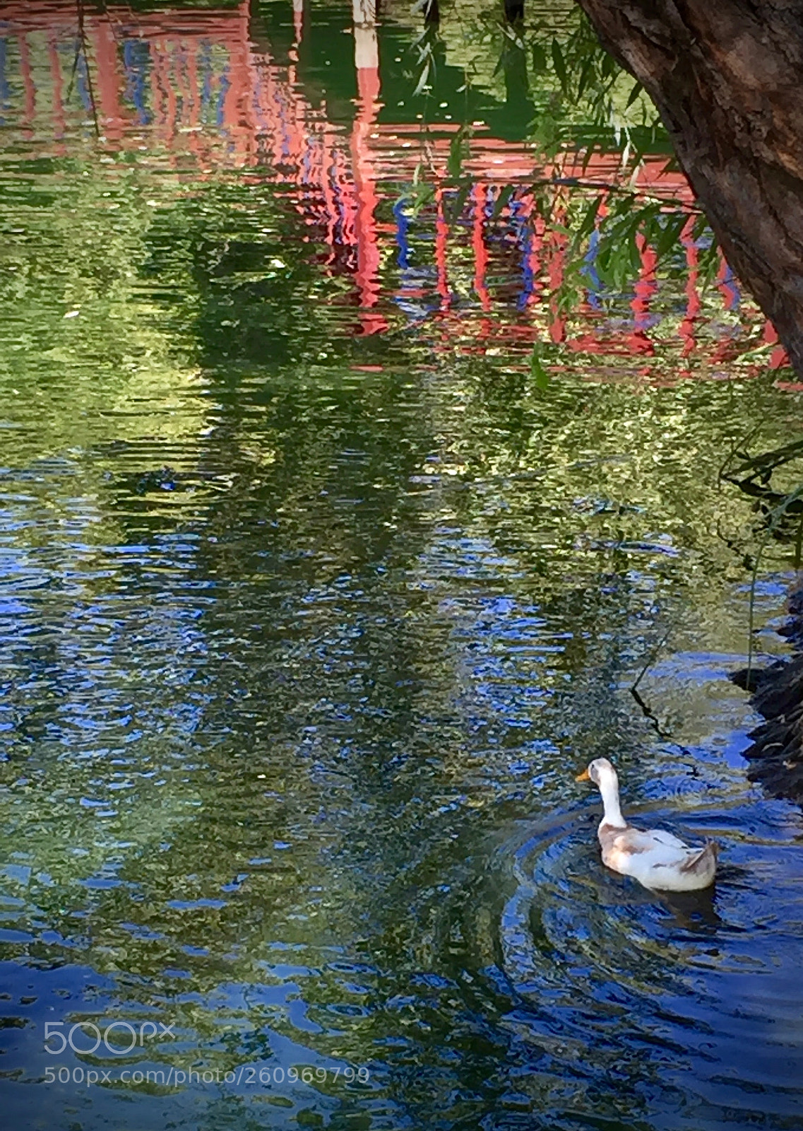 Apple iPhone 6 sample photo. Reflecting photography