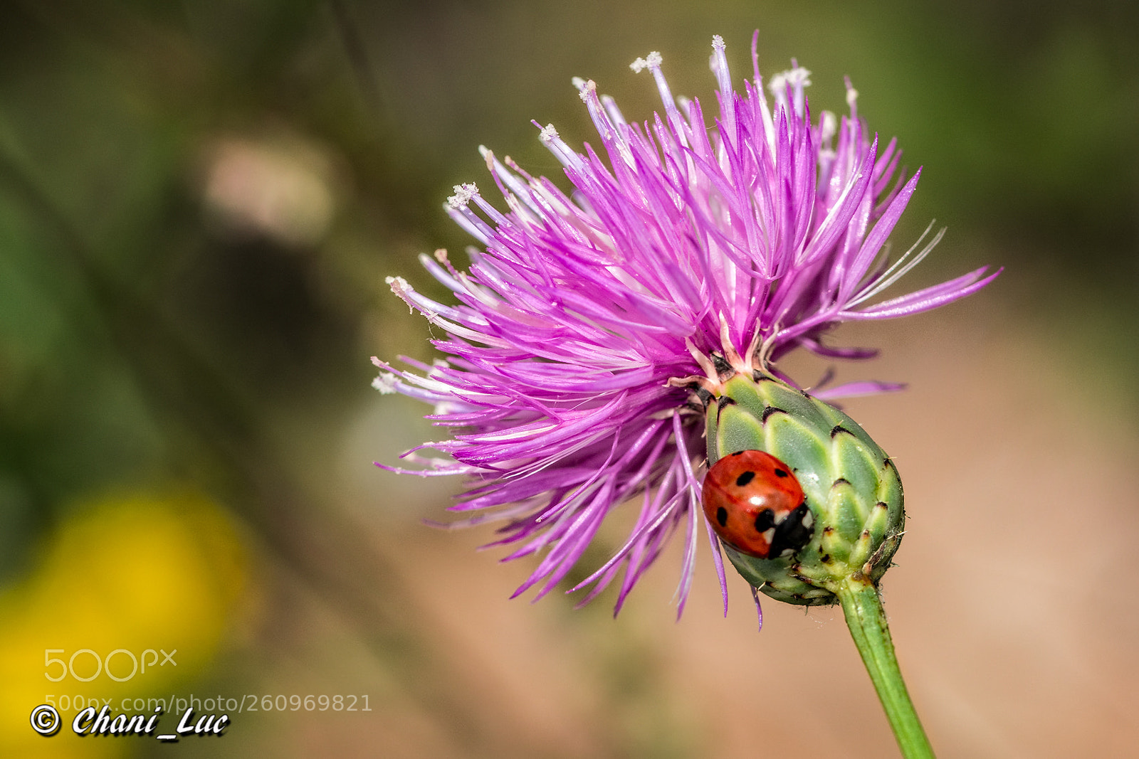 Nikon D5200 sample photo. Alalpardoeditar photography
