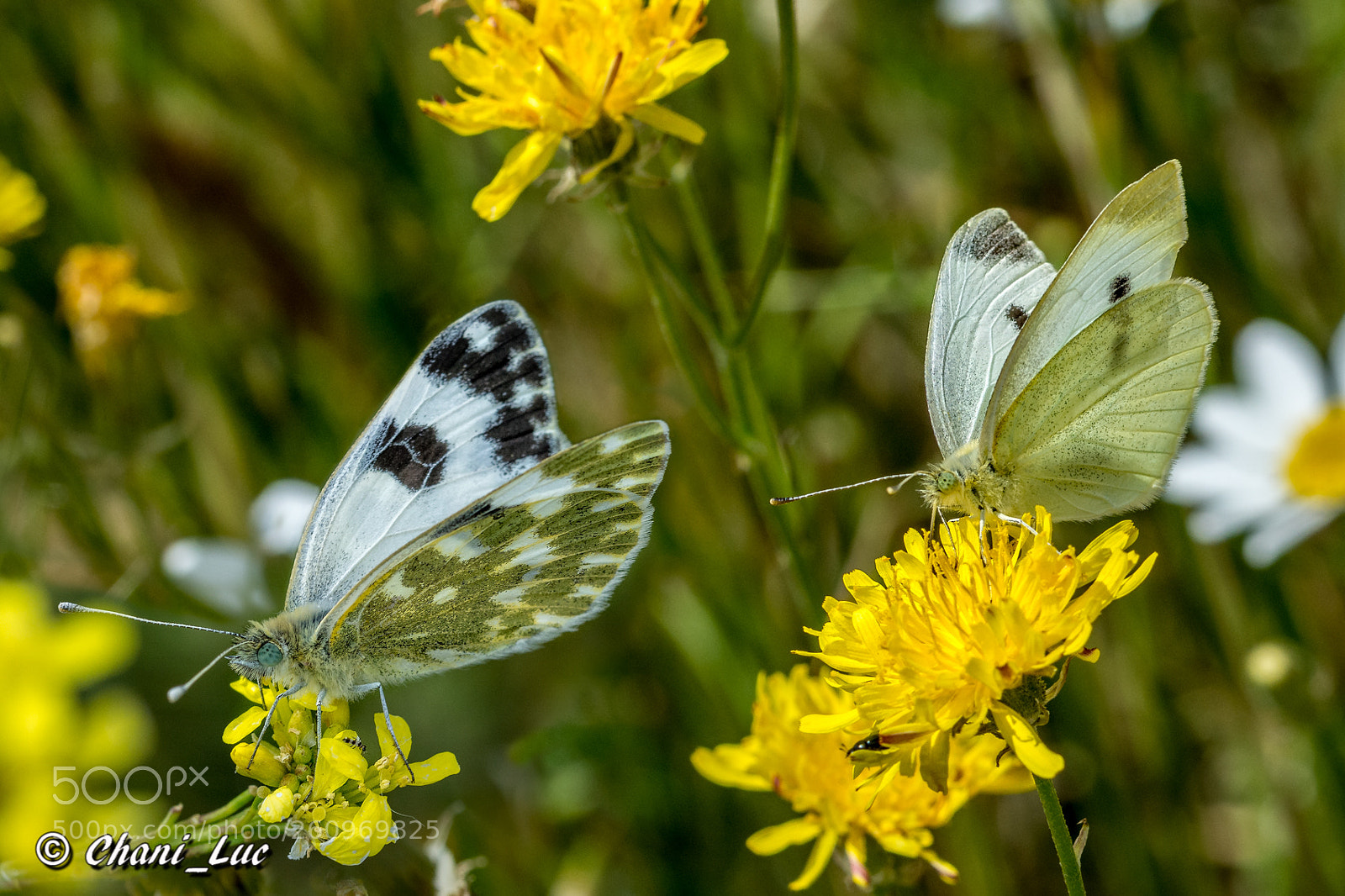 Nikon D5200 sample photo. Alalpardoeditar photography