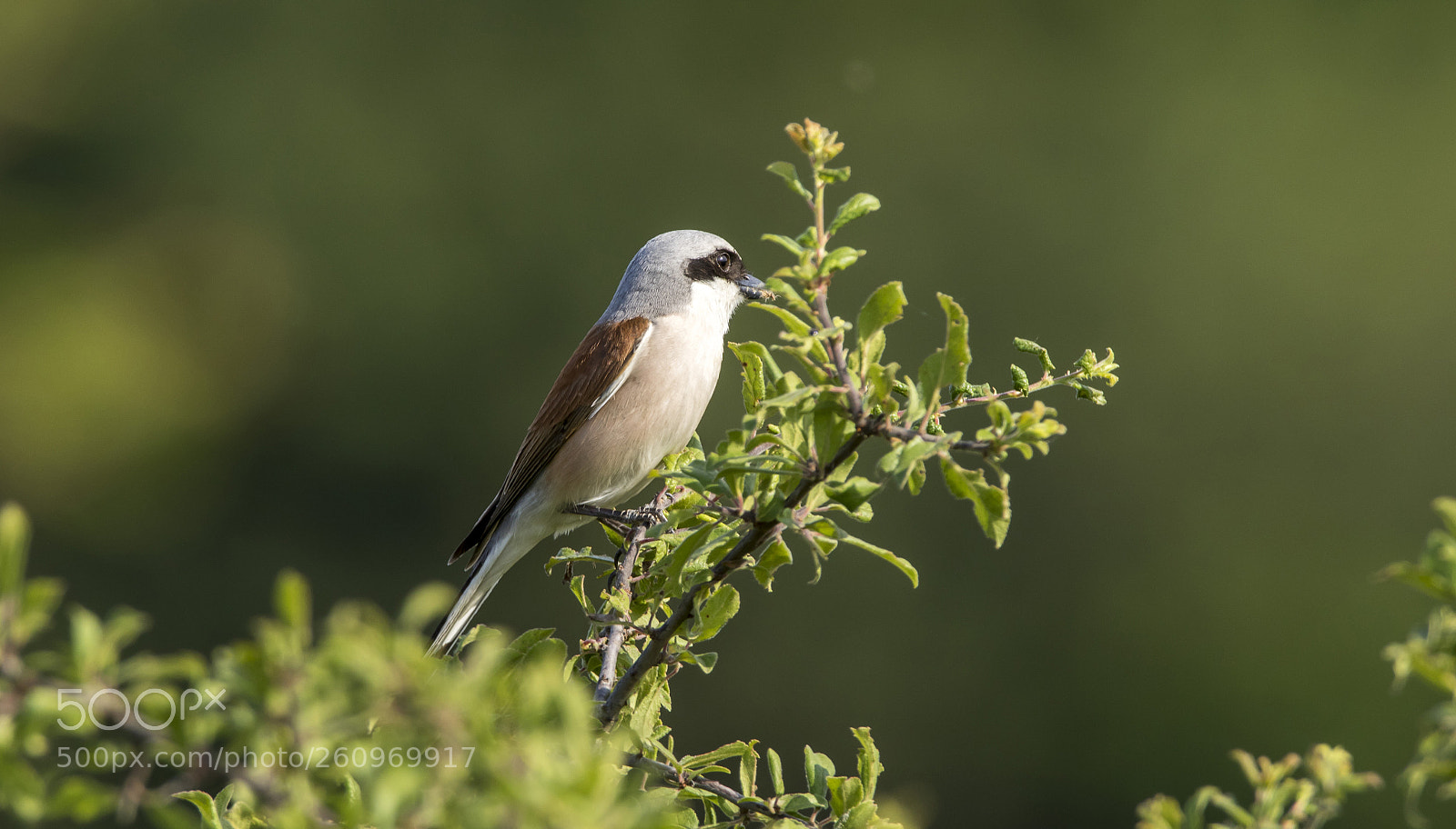 Canon EOS 7D Mark II sample photo. Red-backed shrike photography