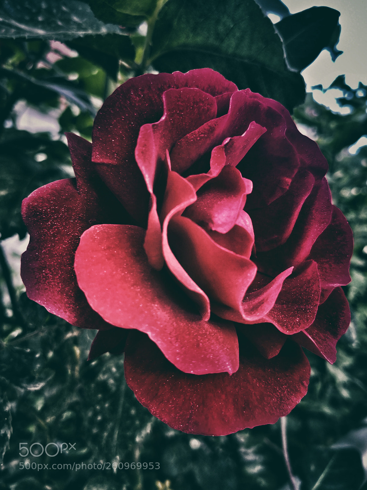HUAWEI Mate 10 Pro sample photo. Untitled photography