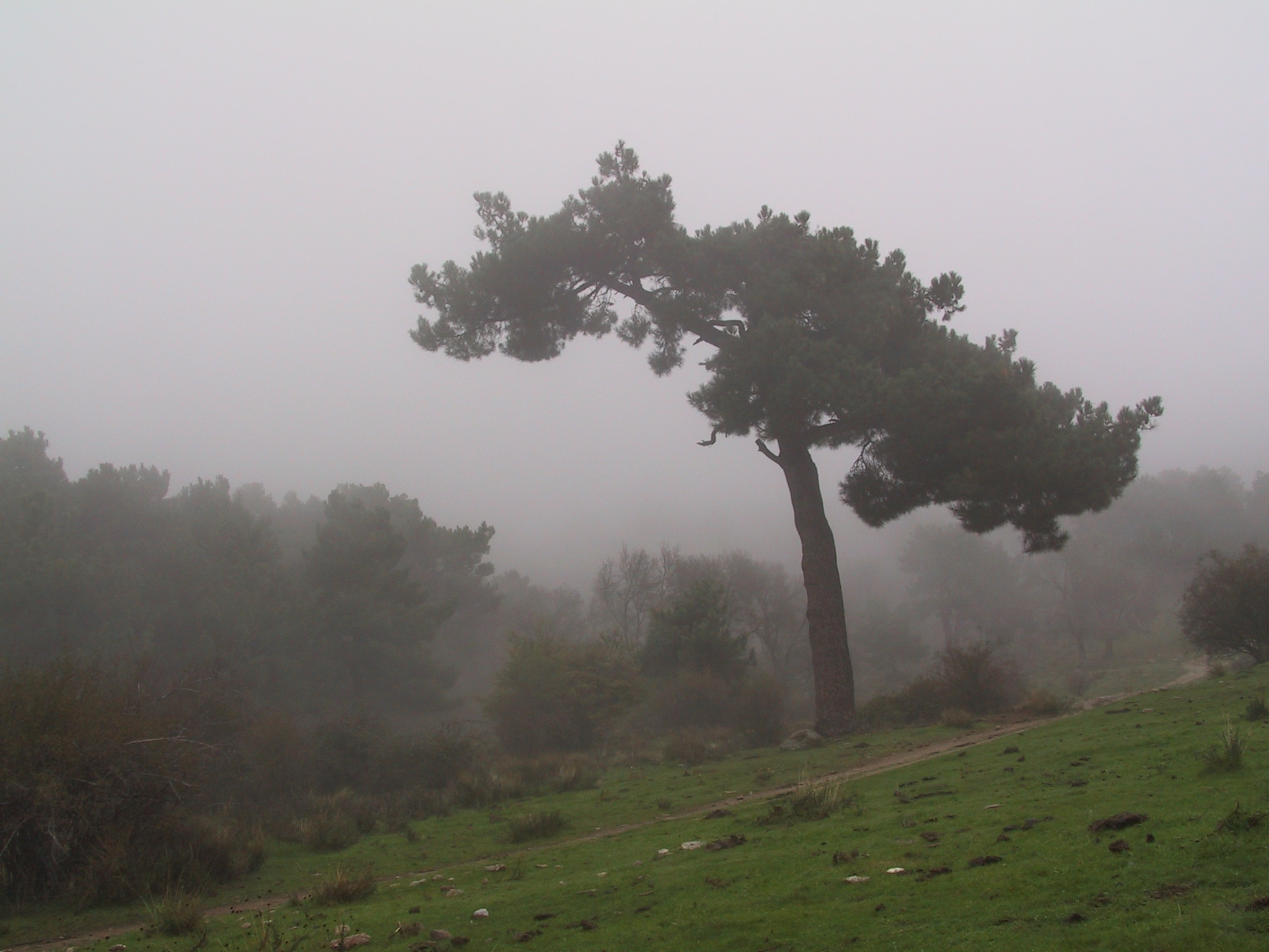 Canon POWERSHOT G1 sample photo. Niebla 02 photography