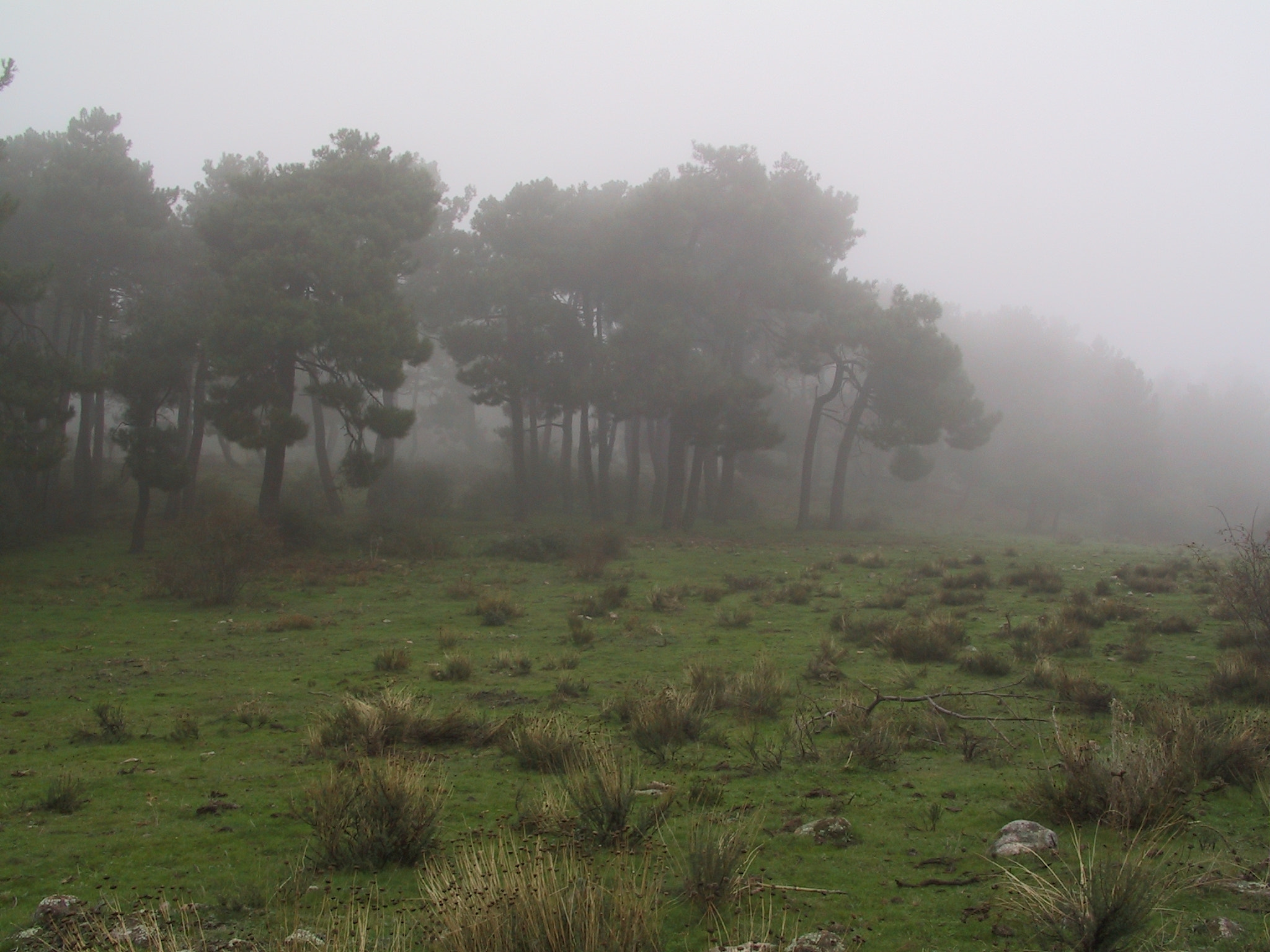 Canon POWERSHOT G1 sample photo. Niebla 01 photography