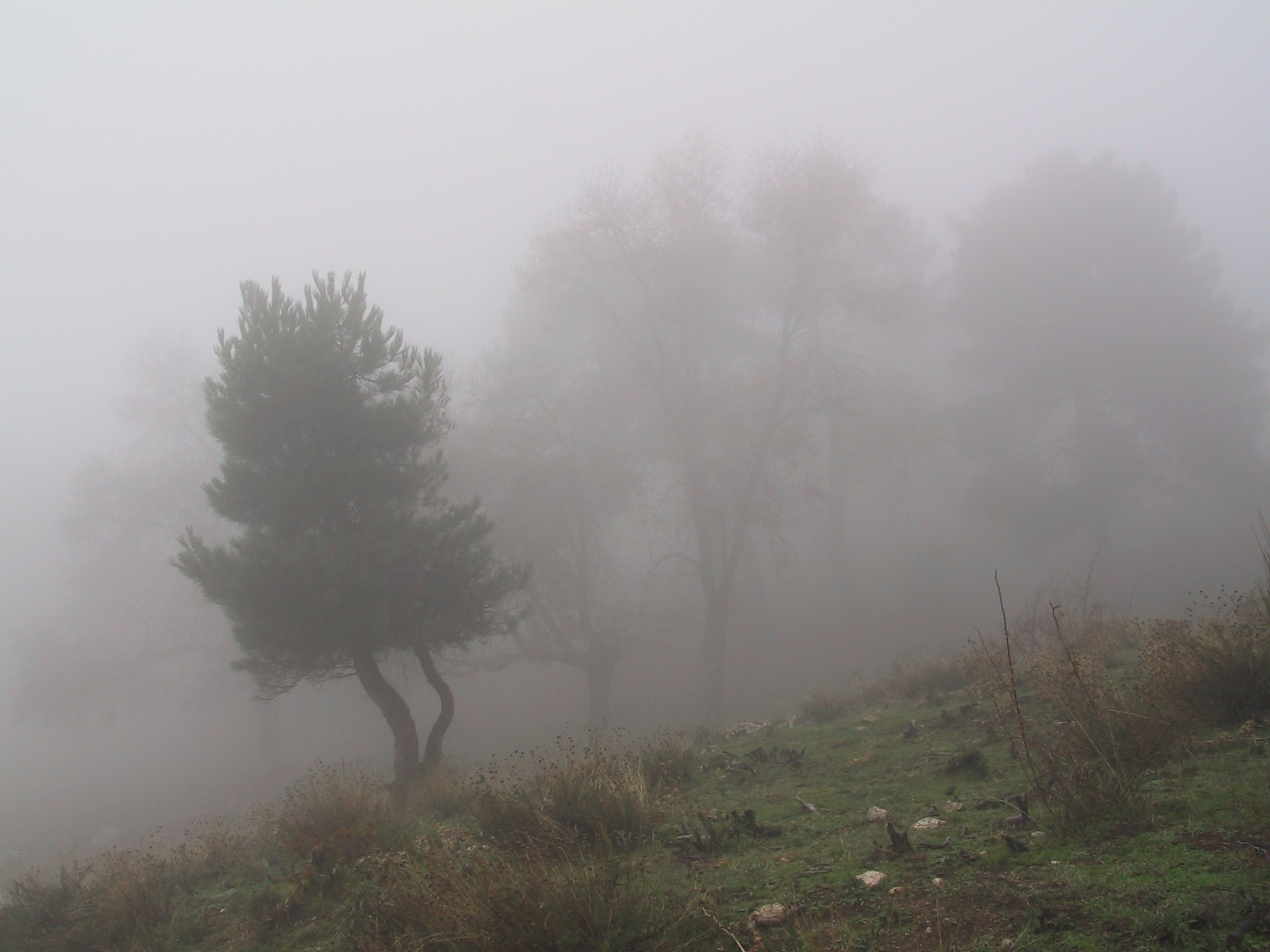 Canon POWERSHOT G1 sample photo. Niebla 04 photography