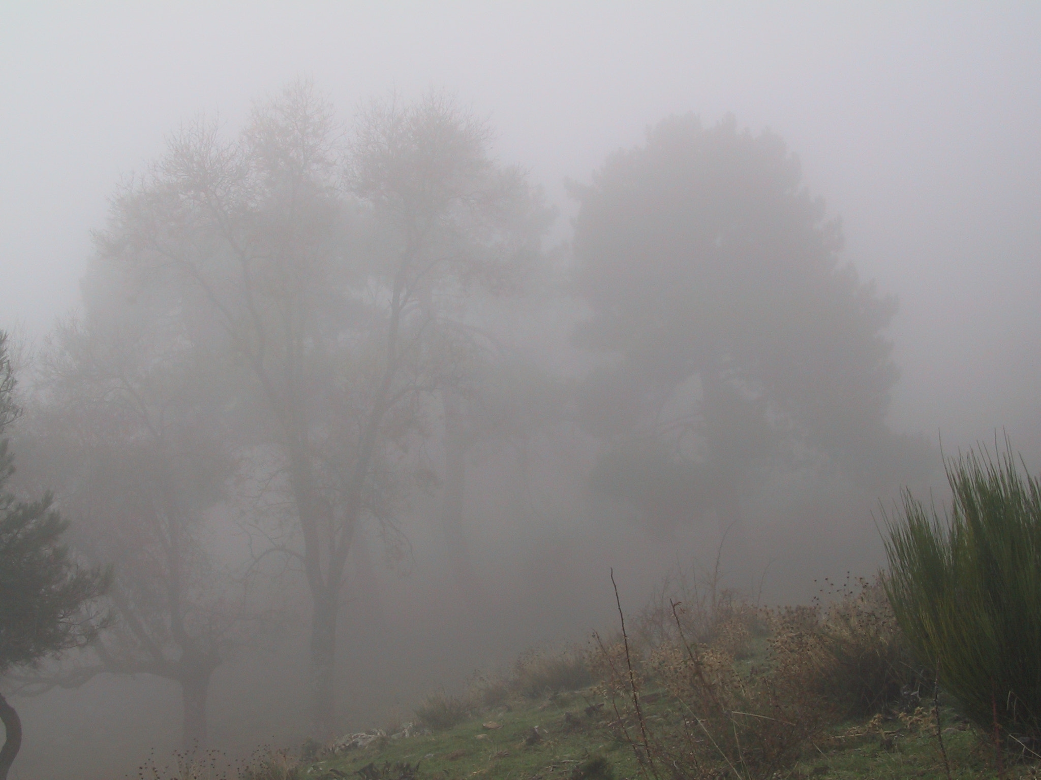 Canon POWERSHOT G1 sample photo. Niebla 05 photography