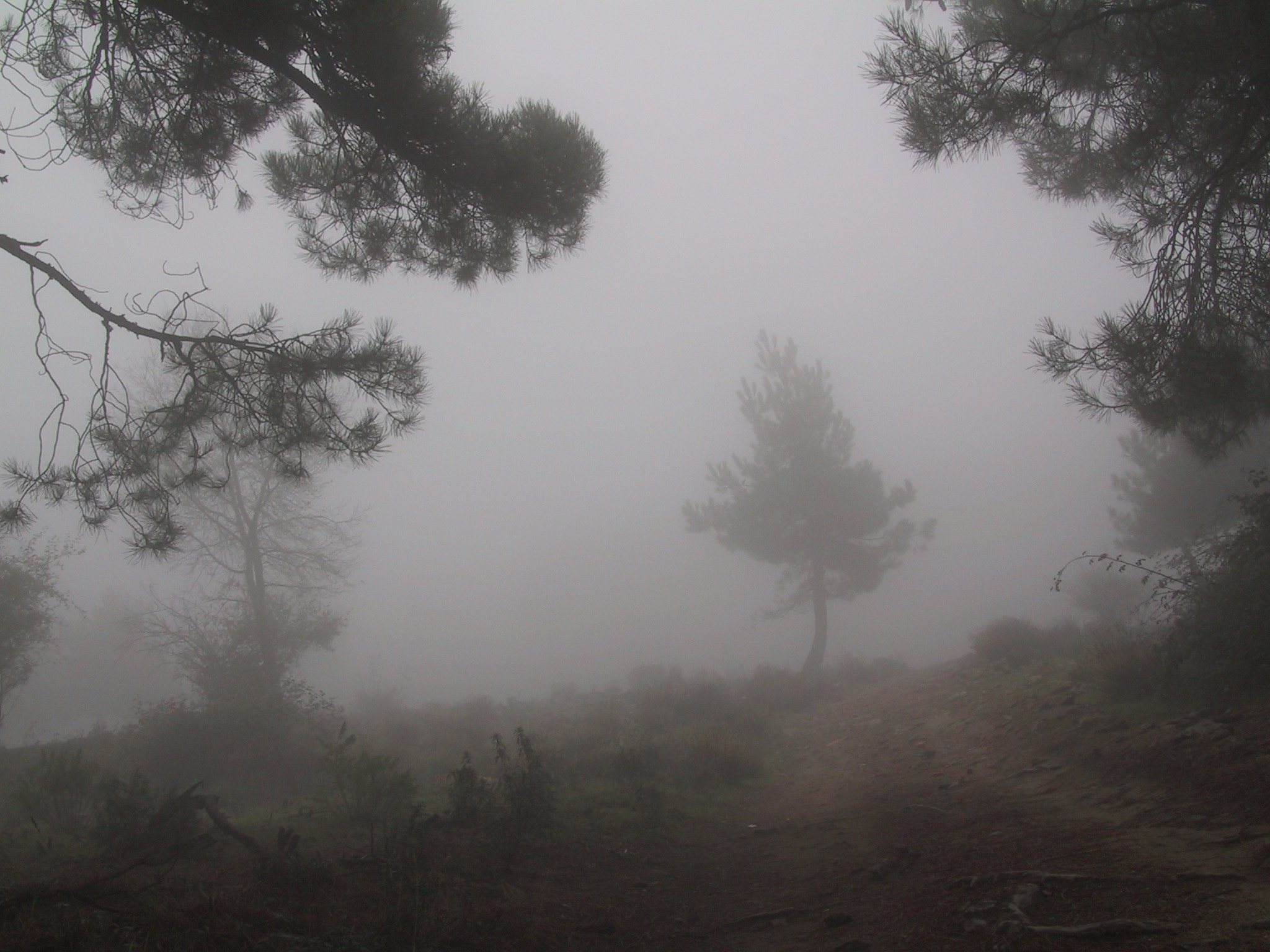 Canon POWERSHOT G1 sample photo. Niebla 06 photography