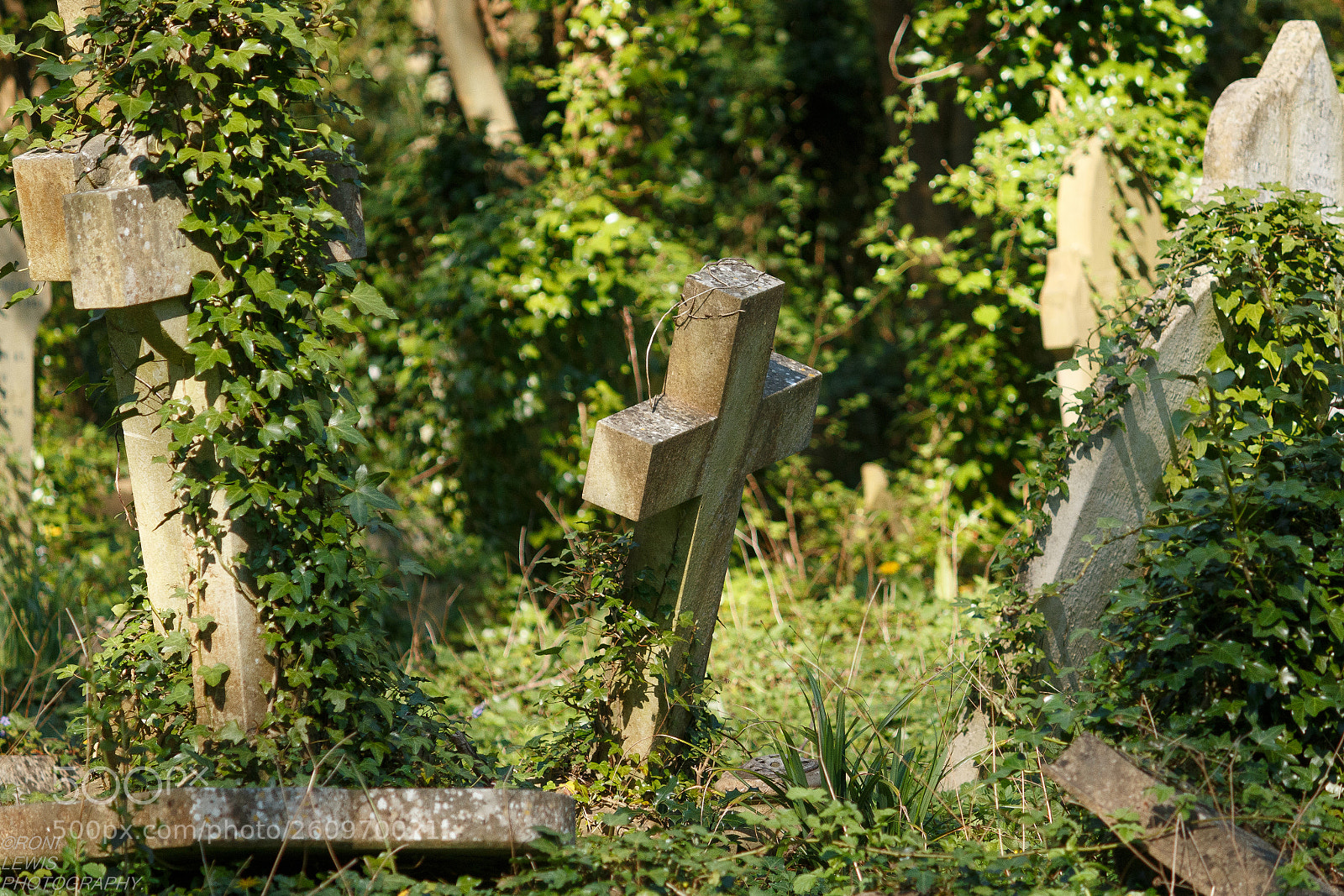 Canon EOS 70D sample photo. Highgate ivy. photography