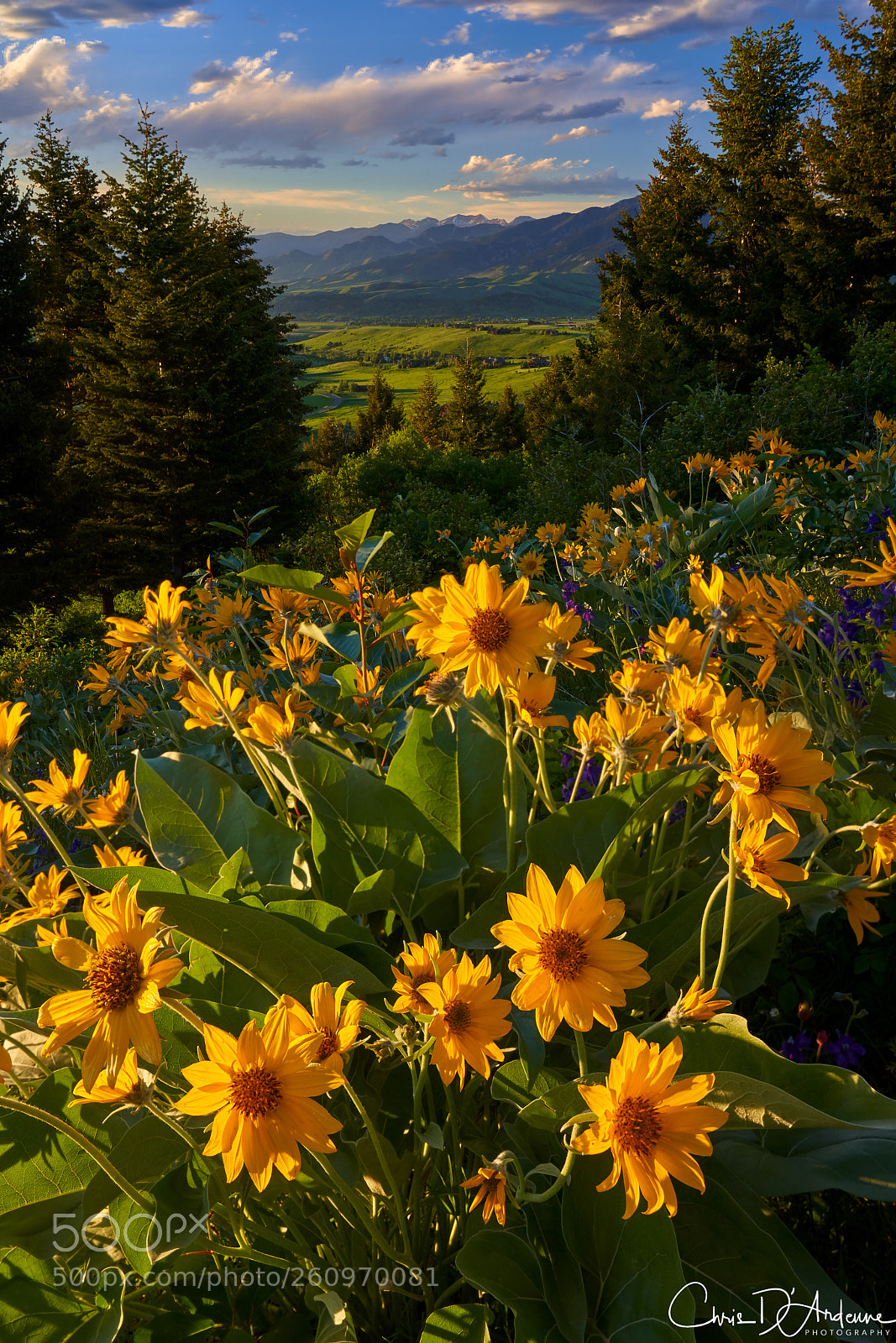 Sony a7R III sample photo. Sunflower sunset photography