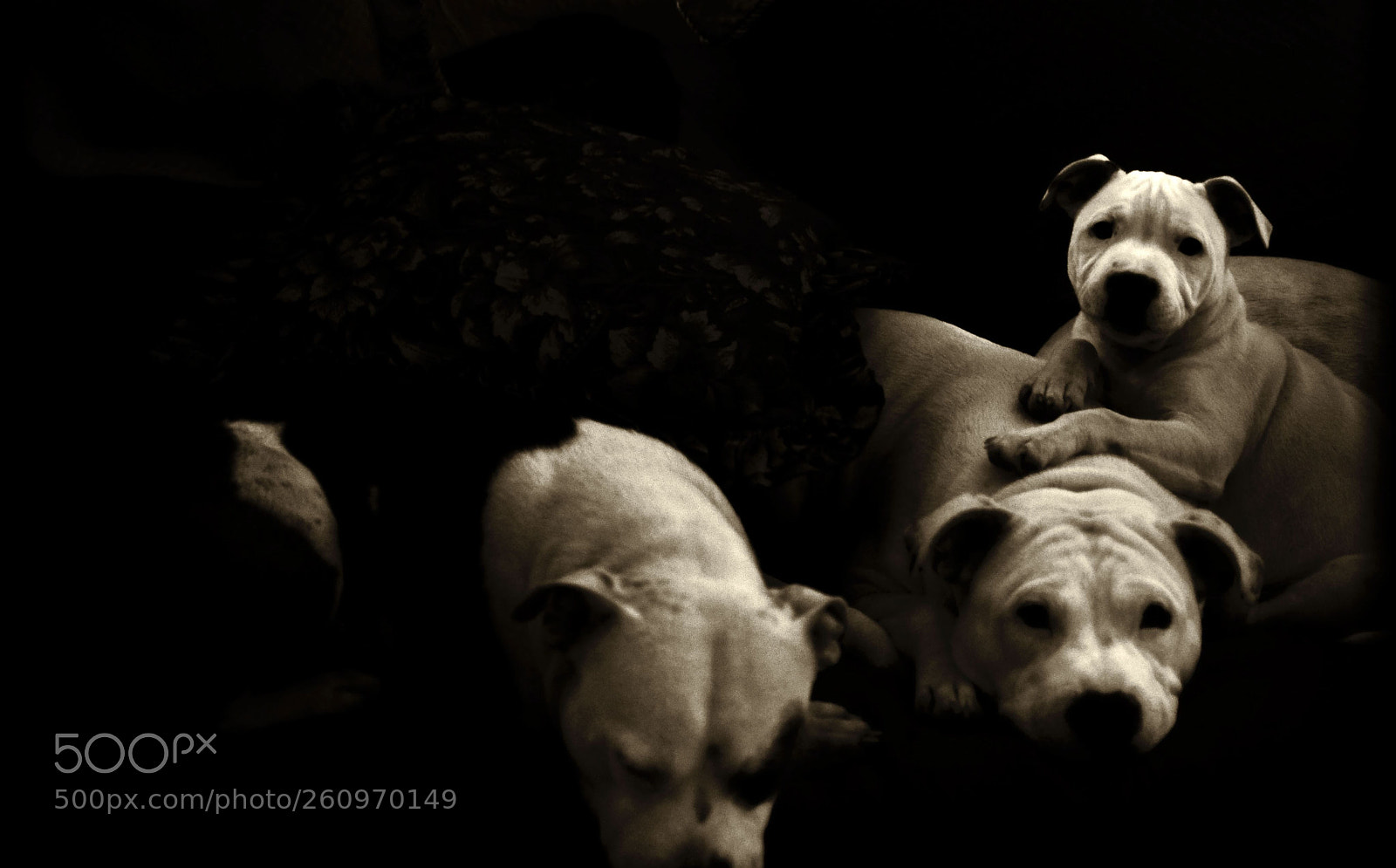 Nikon D7000 sample photo. Curious staffordshire terriers photography