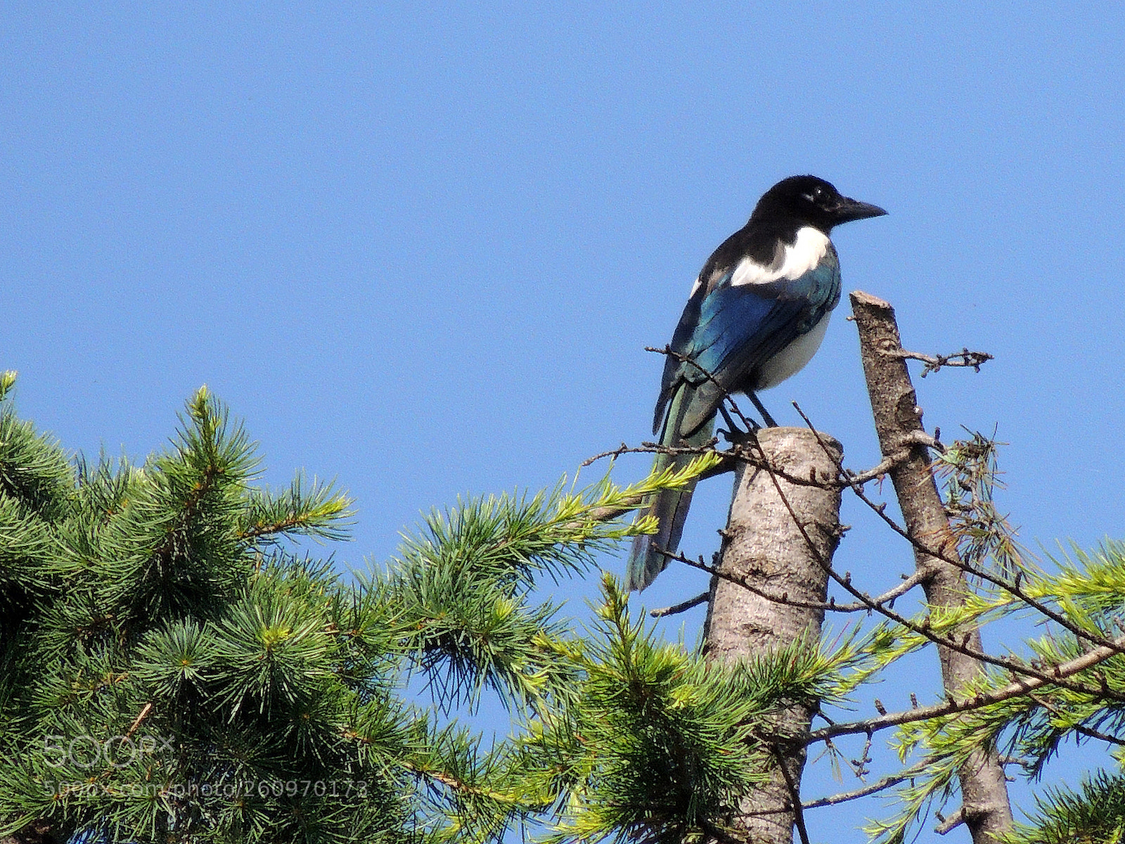 Nikon Coolpix P510 sample photo. Scout magpie photography