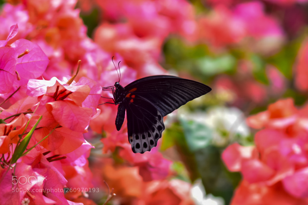 Nikon D5600 sample photo. Black butterfly photography