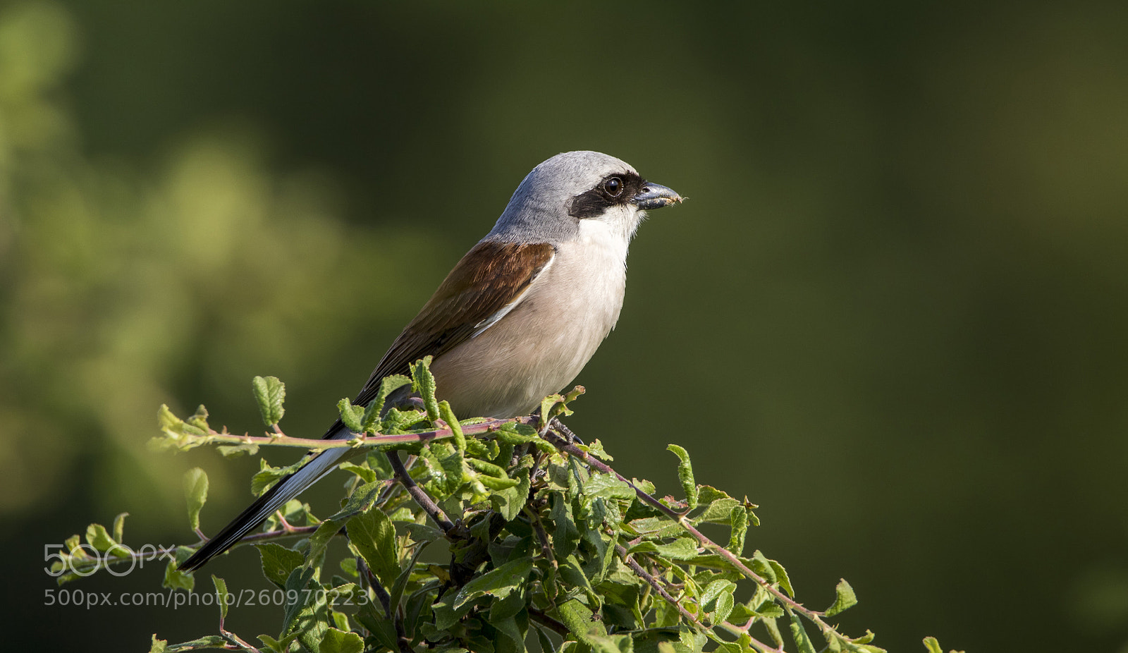Canon EOS 7D Mark II sample photo. Red-backed shrike photography