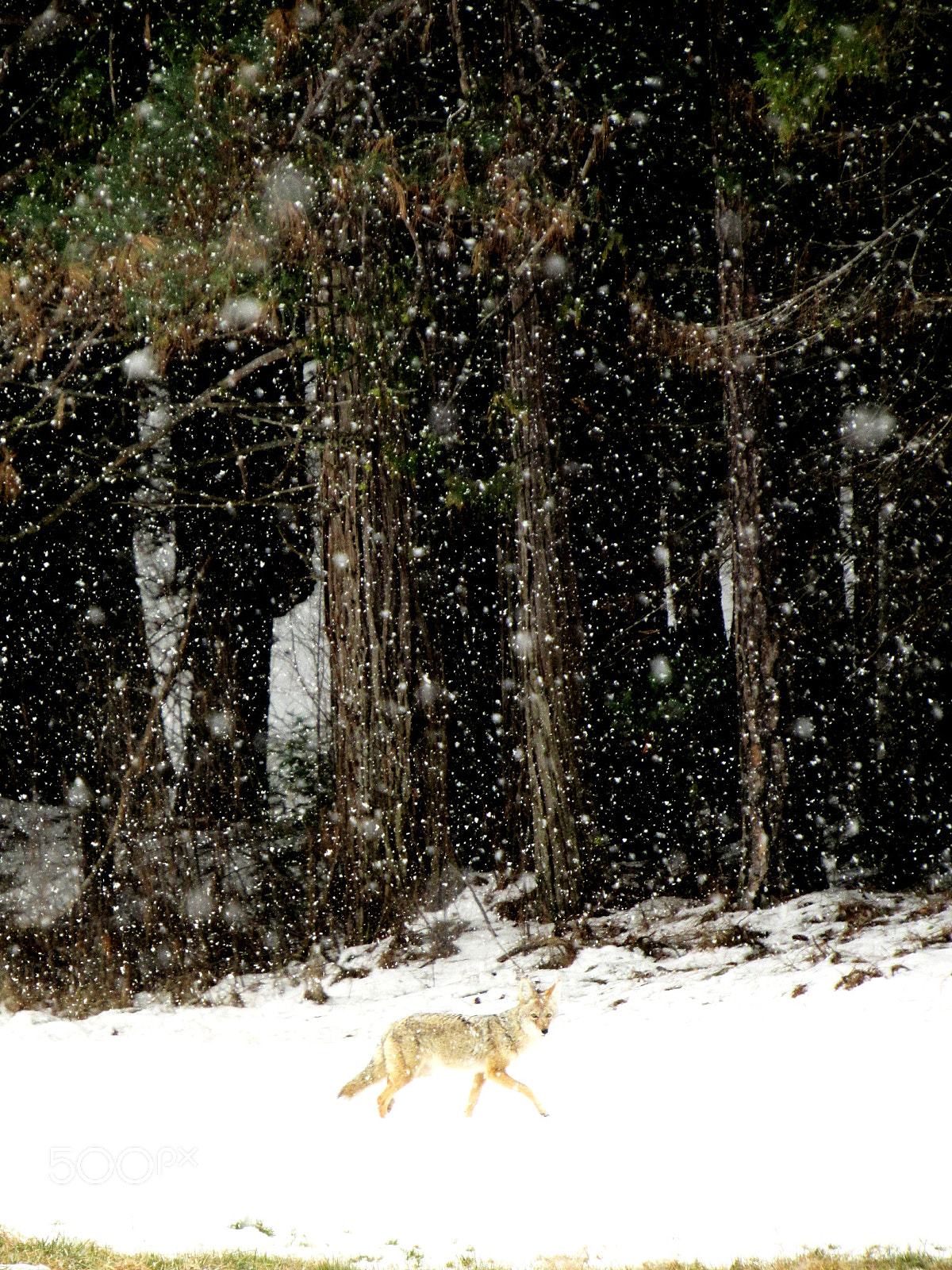 Canon PowerShot SX530 HS sample photo. The coyote and winter photography