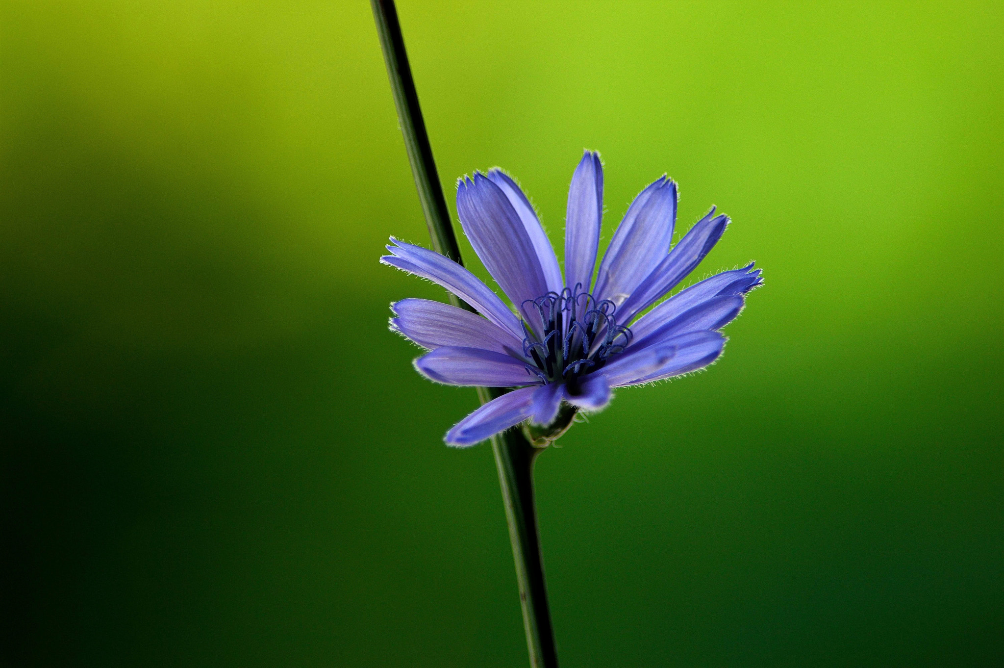 Nikon D3200 sample photo. Wildflower photography