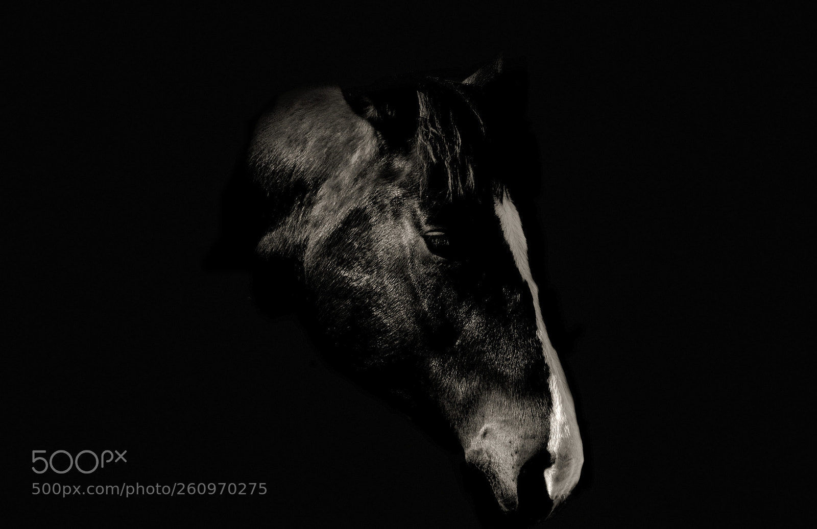 Nikon D7000 sample photo. Horse's head profile photography