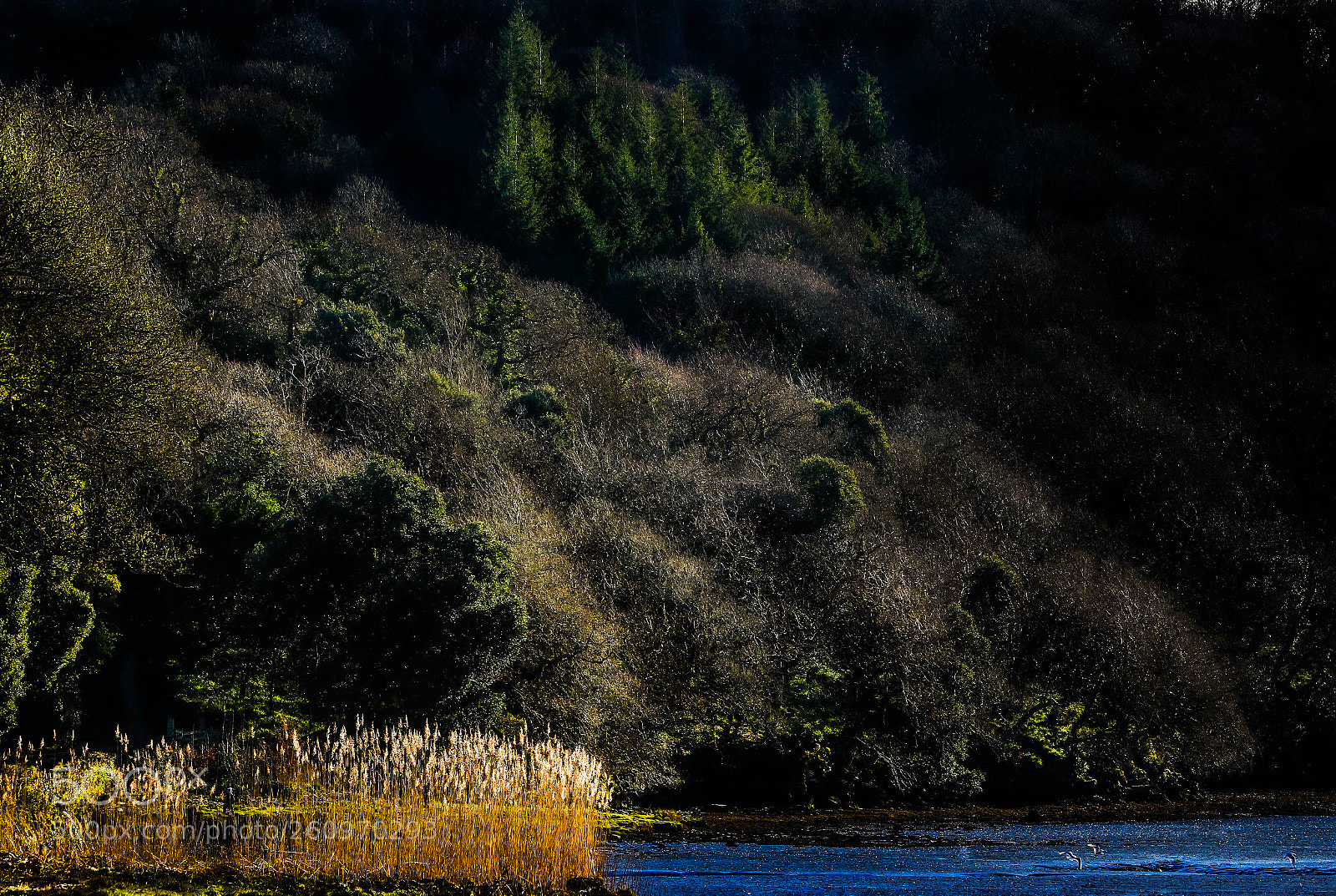 Canon EOS 70D sample photo. Img photography