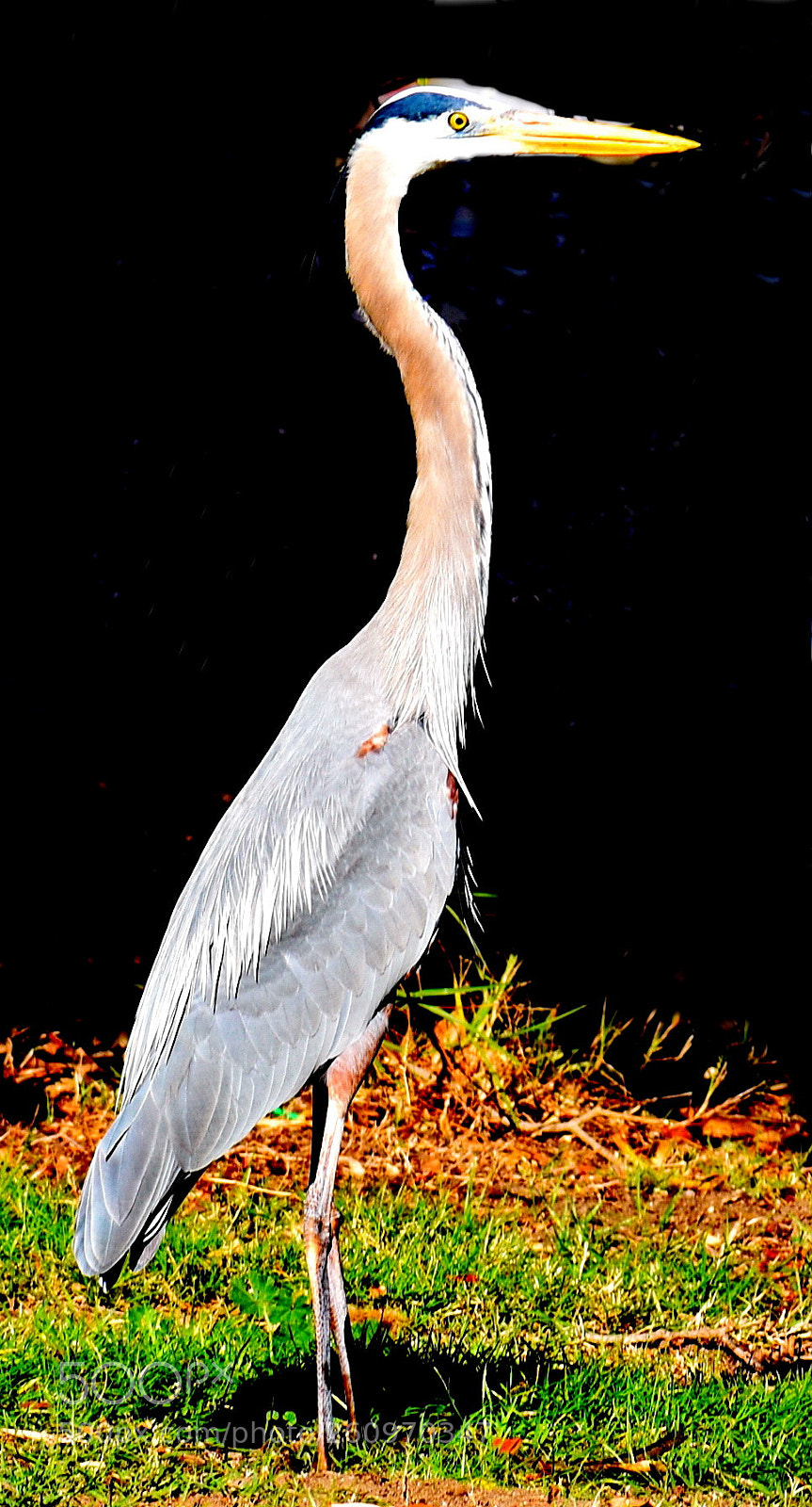 Nikon D7200 sample photo. A blue heron bird photography